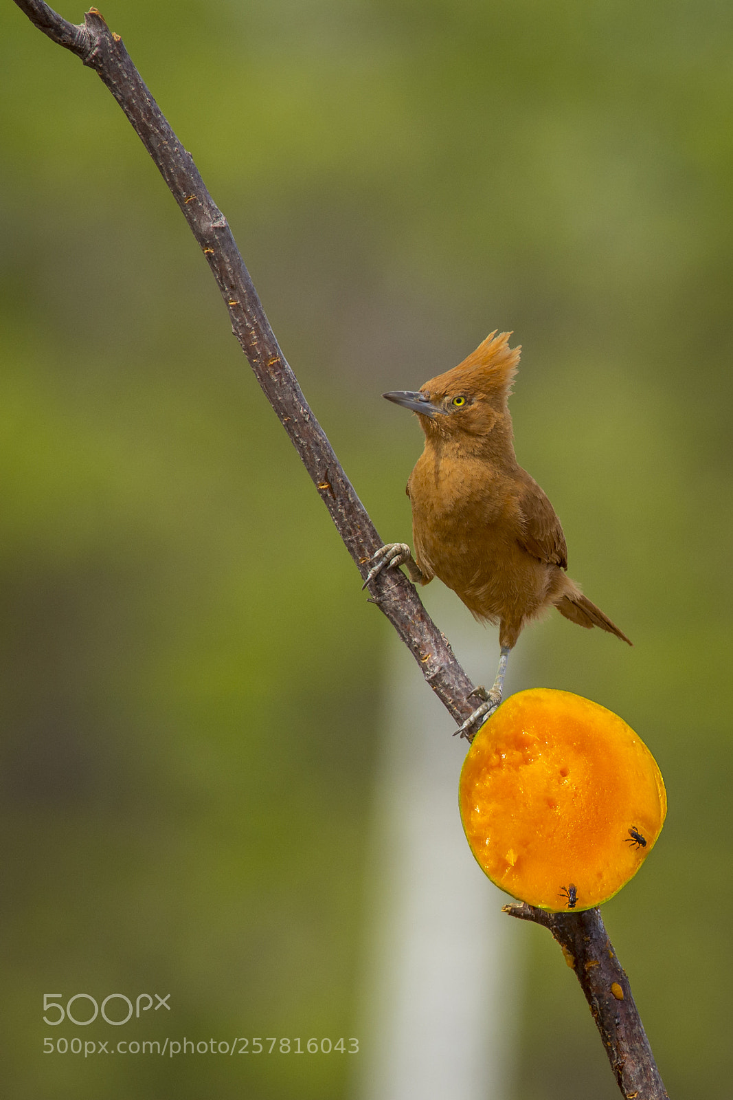 Nikon D7200 sample photo. Caatinga cacholote photography