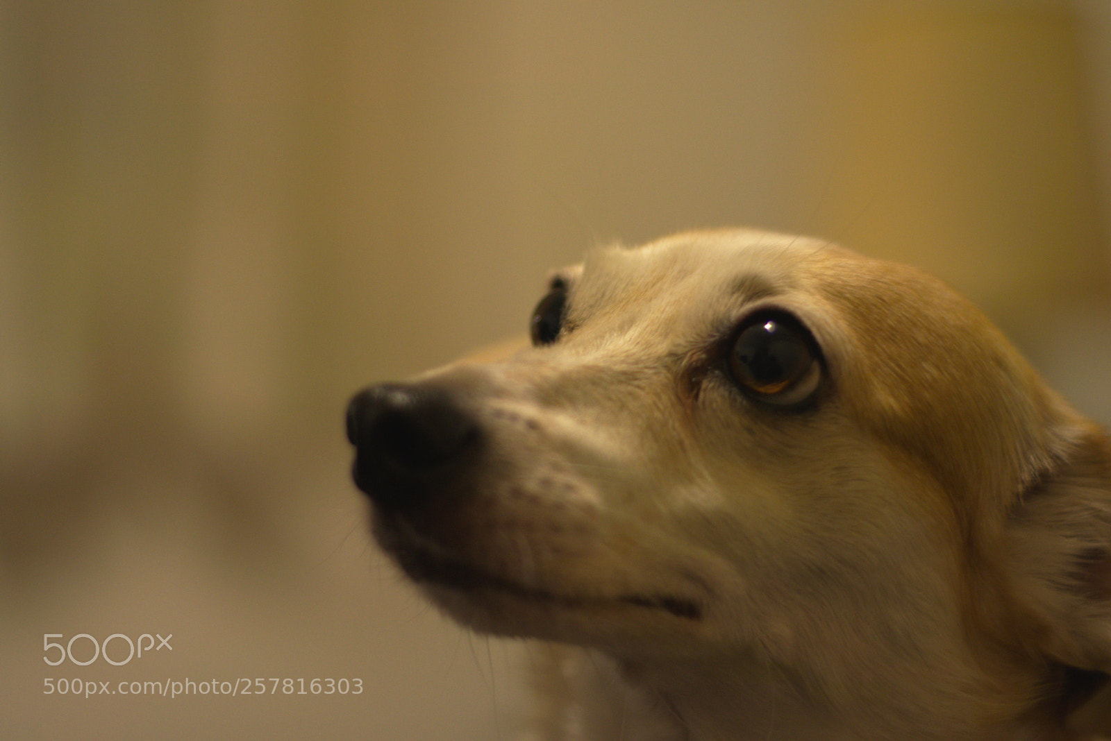 Nikon D5300 sample photo. Doris,a kutya photography