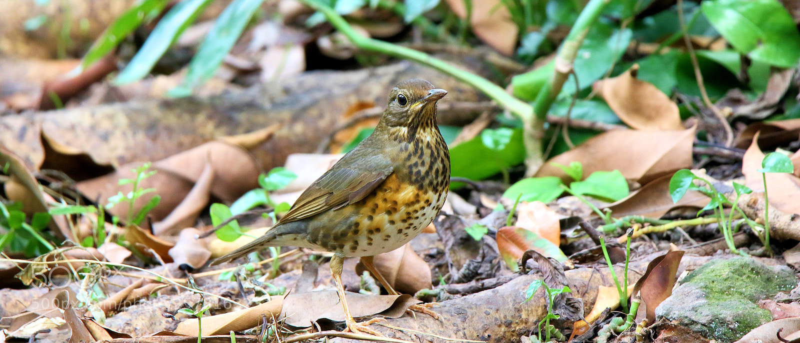 Canon EOS 7D Mark II sample photo. Japanese thrush (female) photography