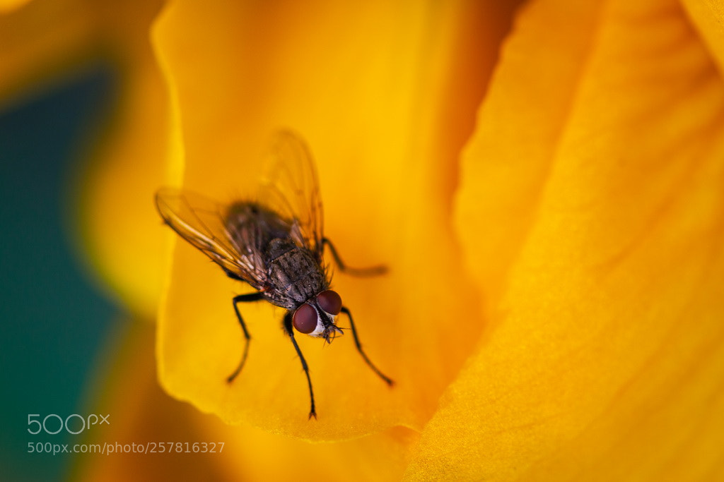 Canon EOS 70D sample photo. Fly photography