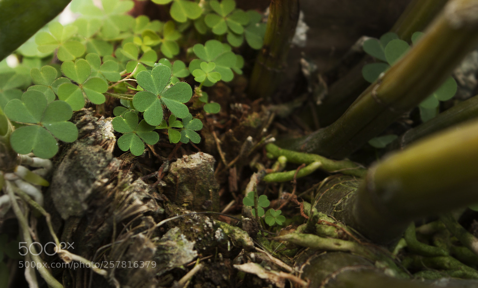 Canon EOS 500D (EOS Rebel T1i / EOS Kiss X3) sample photo. Tiny forest photography