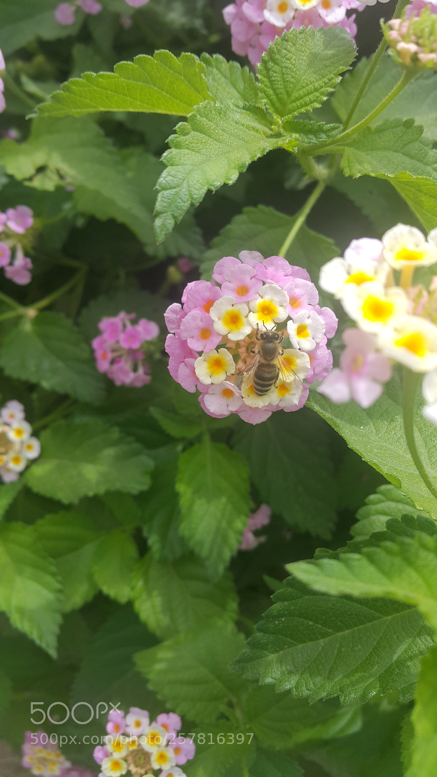 Samsung Galaxy Note4 sample photo. 20180502_103852.jpg photography