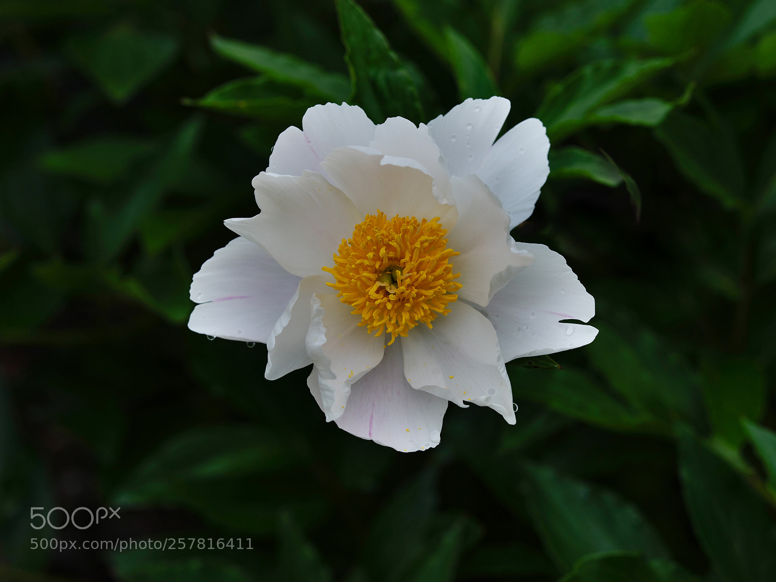Fujifilm GFX 50S sample photo. White peony photography