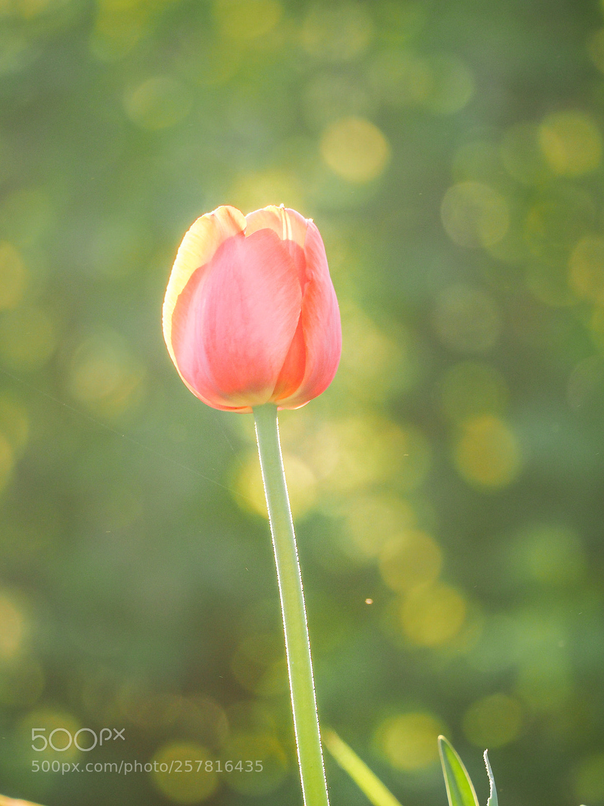 Olympus OM-D E-M5 II sample photo. Tulip in currant bokeh photography
