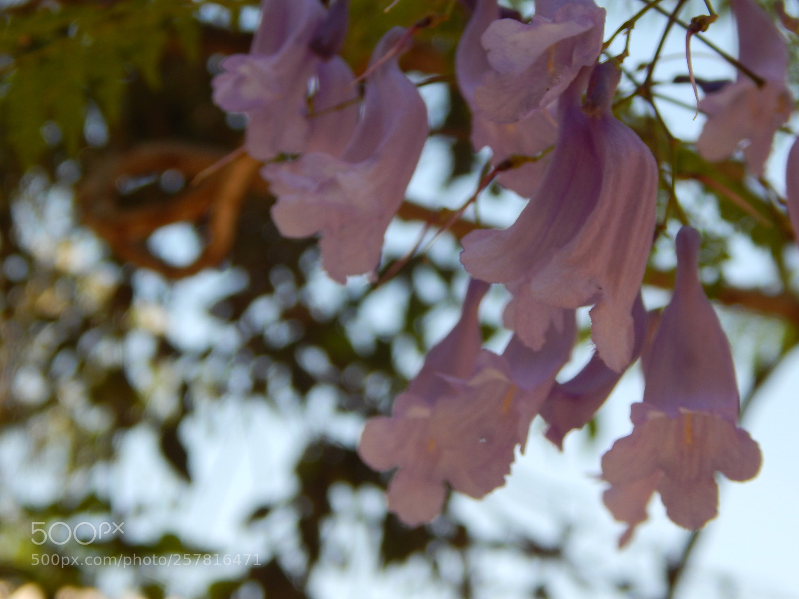Nikon Coolpix L820 sample photo. Purple photography