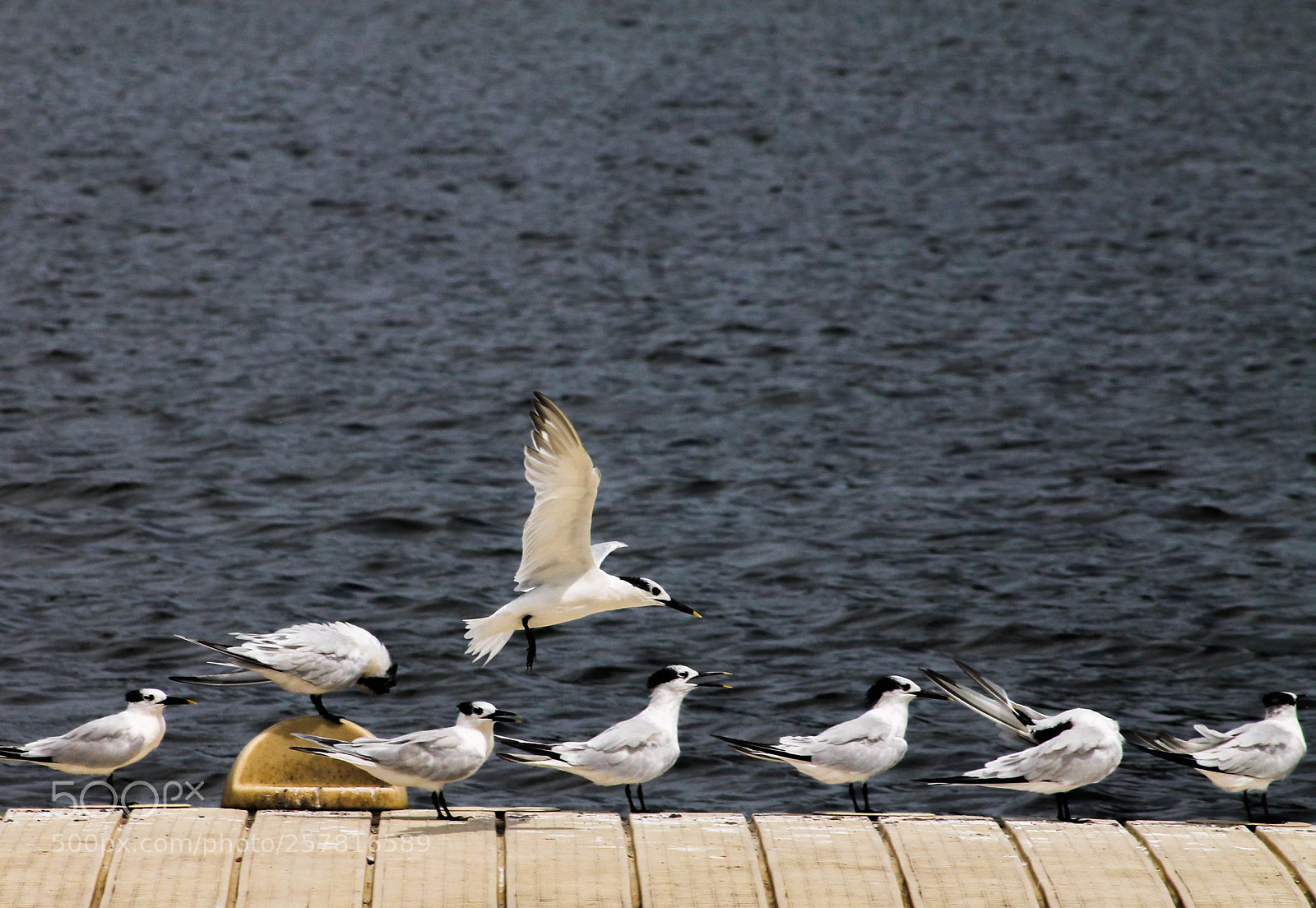 Canon EOS 1100D (EOS Rebel T3 / EOS Kiss X50) sample photo. Aves photography