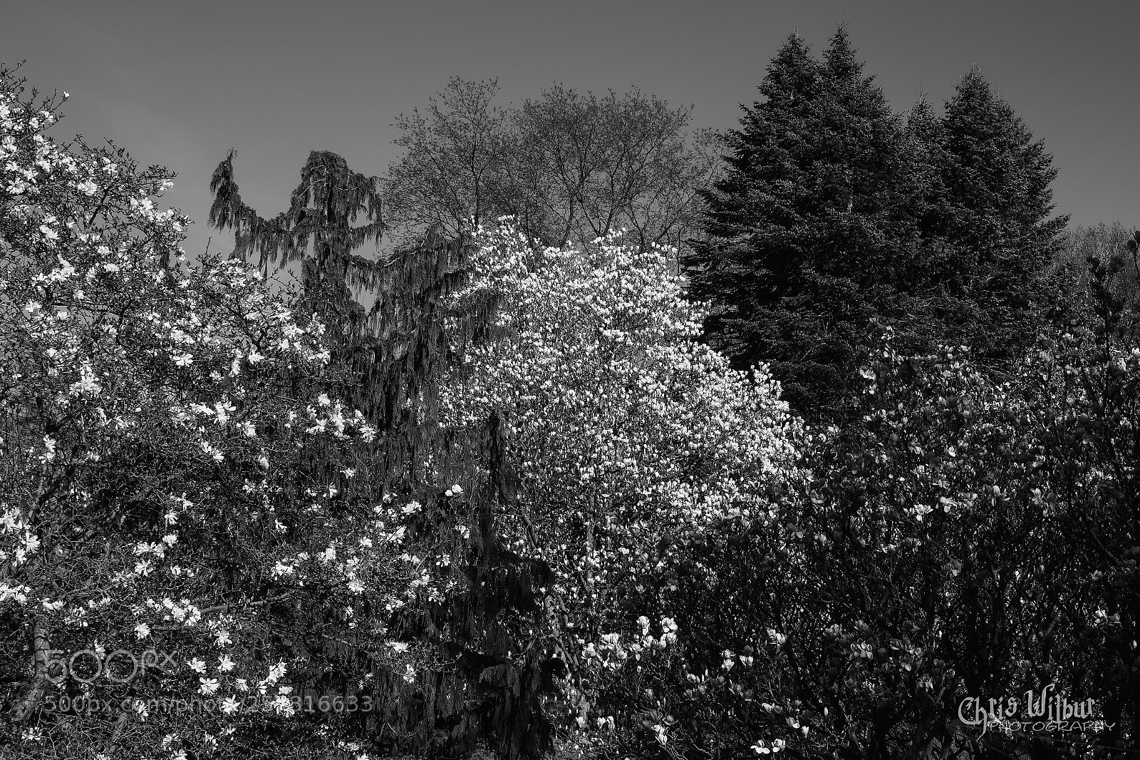 Canon EOS 6D sample photo. What if spring were photography