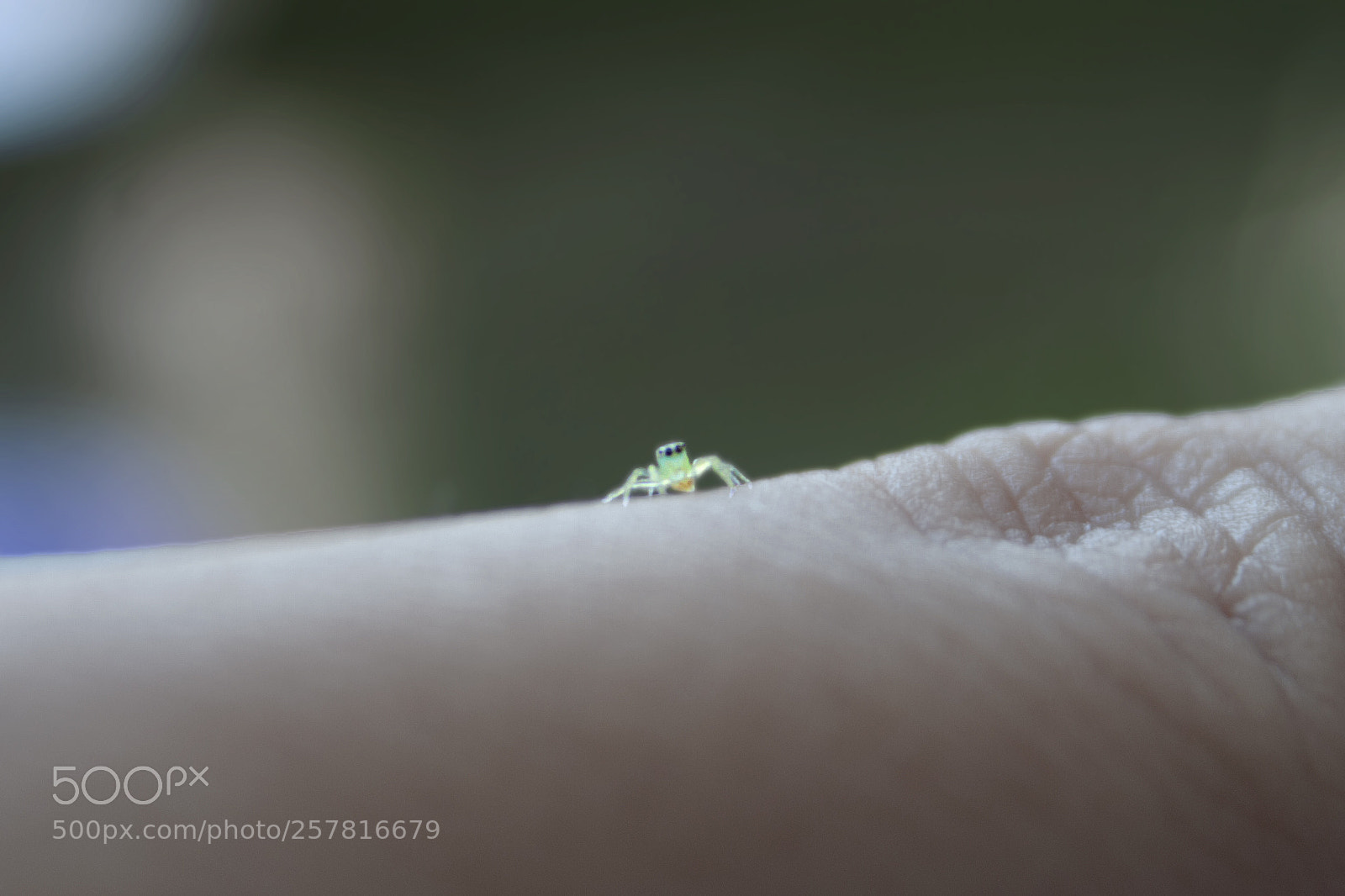 Canon EOS 500D (EOS Rebel T1i / EOS Kiss X3) sample photo. Little creature photography