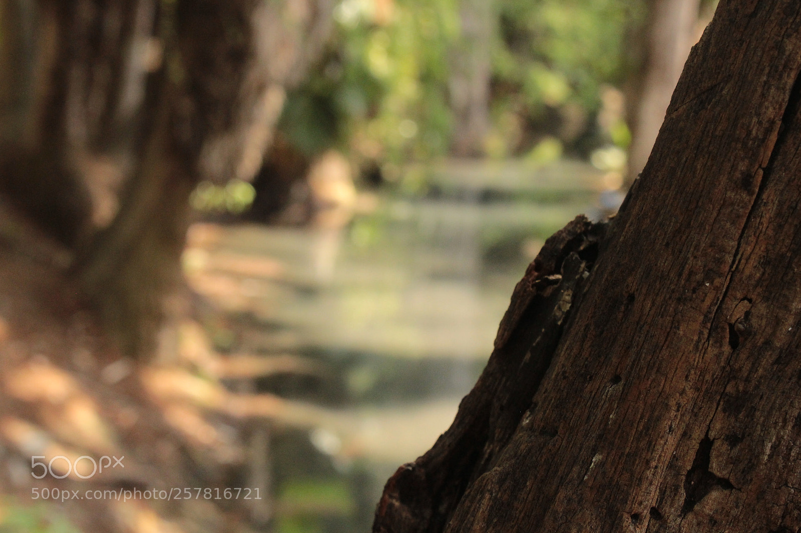 Canon EOS 700D (EOS Rebel T5i / EOS Kiss X7i) sample photo. Desenfoque photography