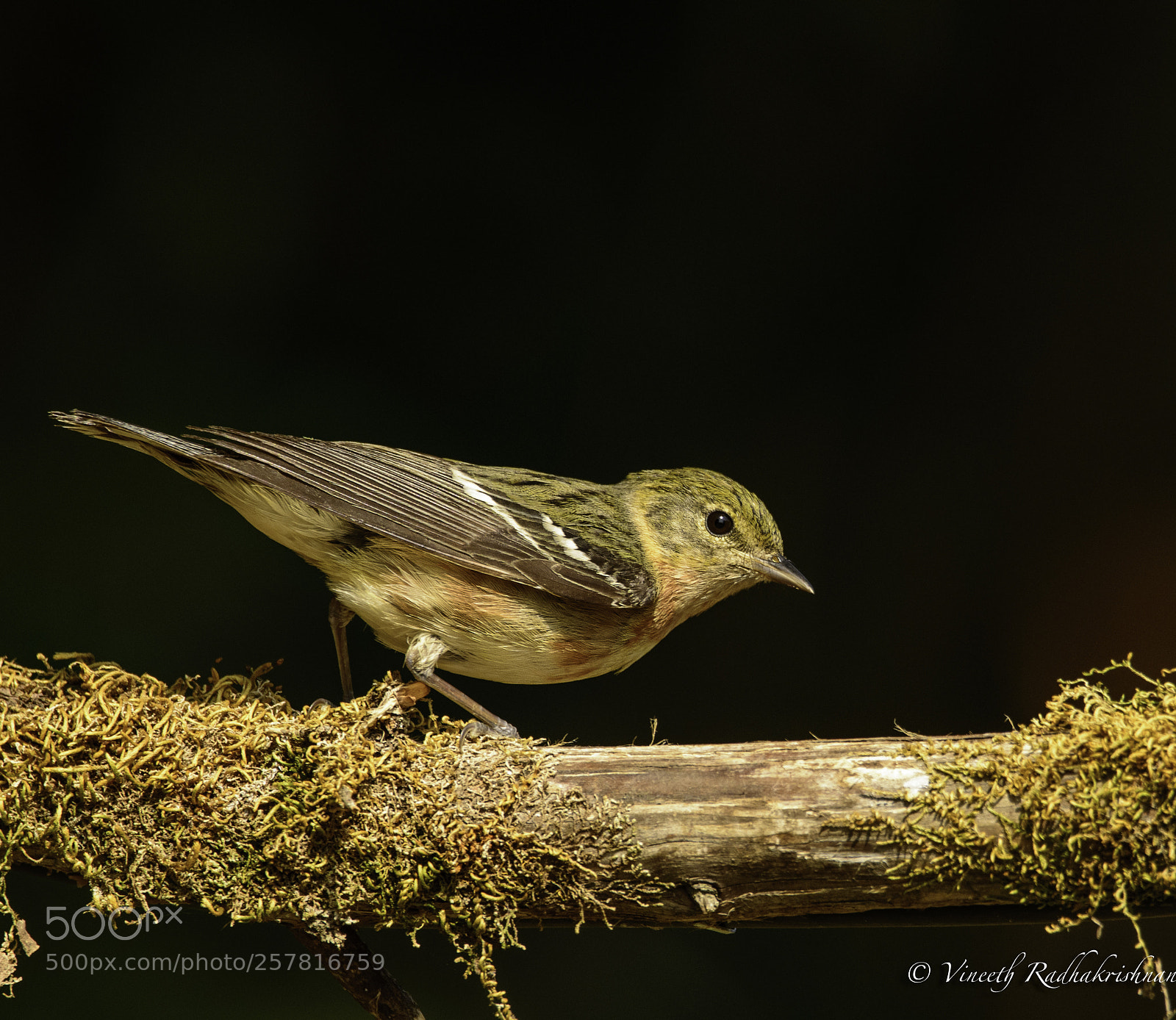 Nikon D7100 sample photo. Female bay-breasted warbler photography
