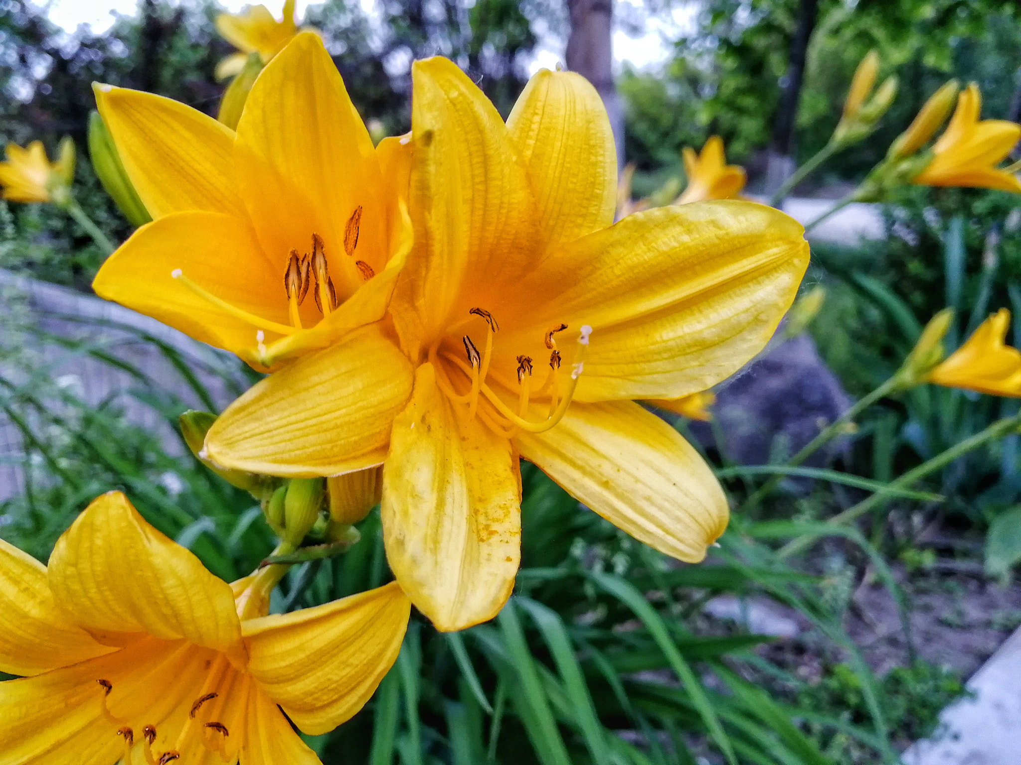 HUAWEI Honor 9 sample photo