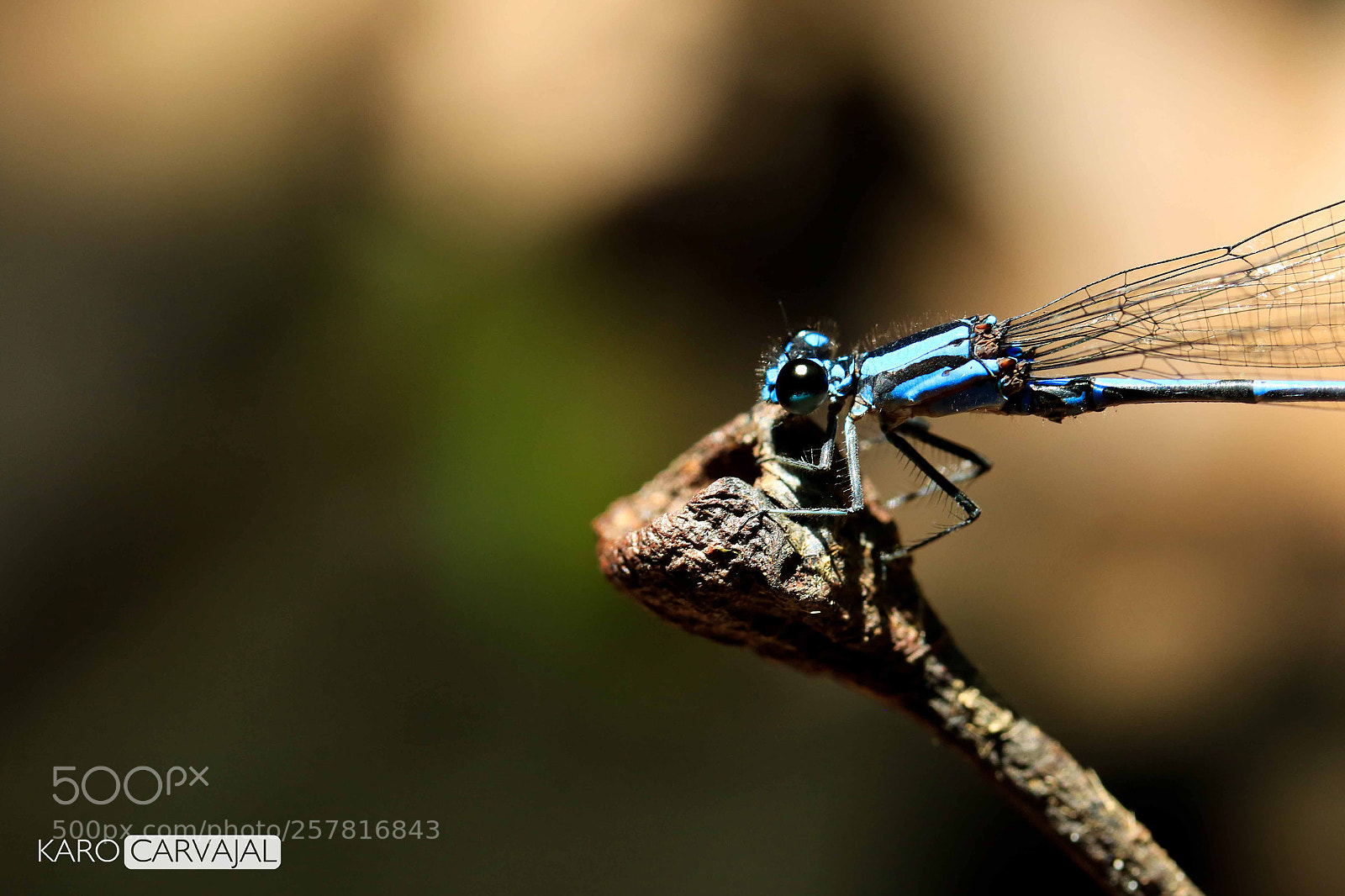 Canon EOS 7D Mark II sample photo. Baby blue photography
