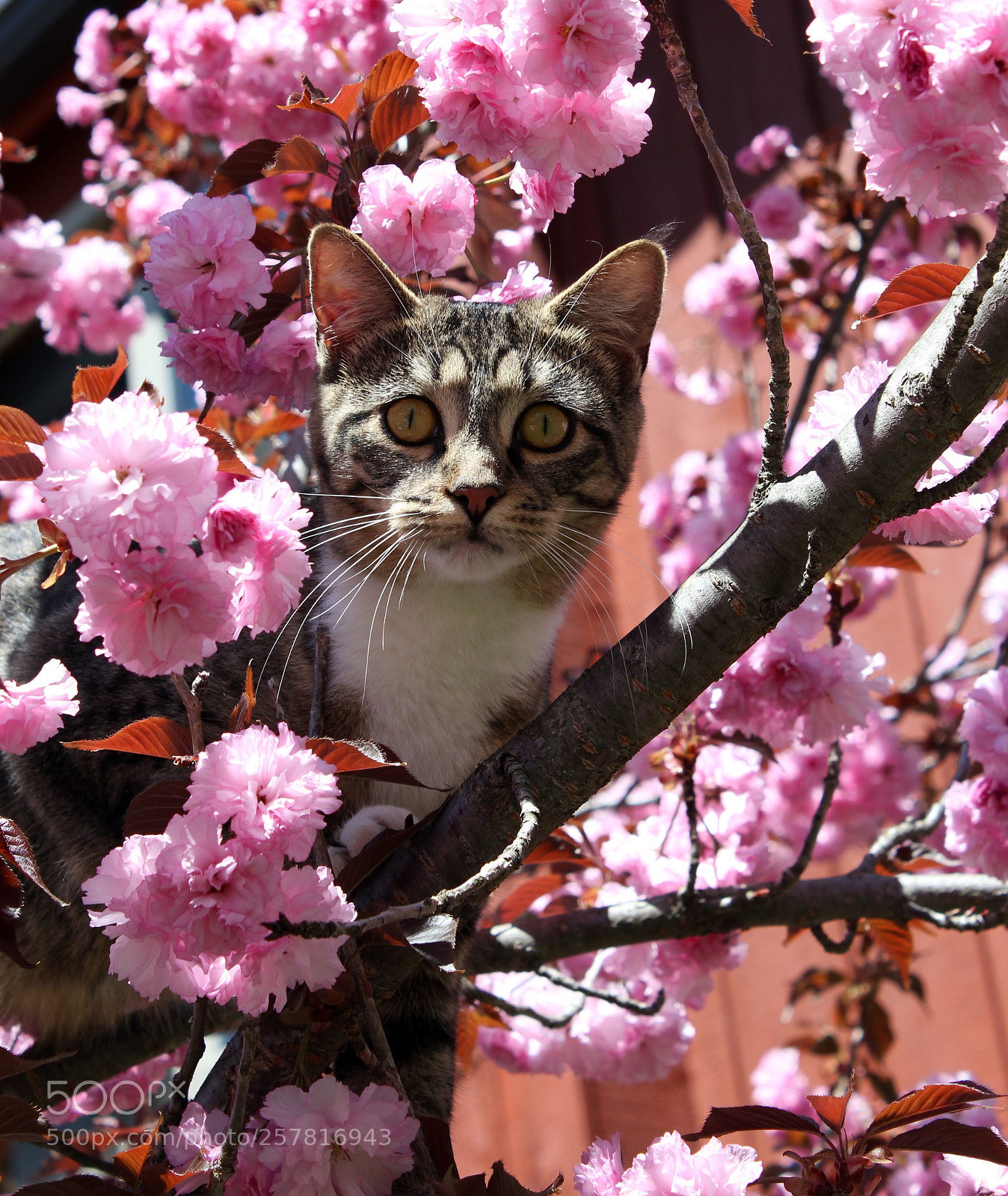 Canon EOS 550D (EOS Rebel T2i / EOS Kiss X4) sample photo. Flower cat lily ??? photography