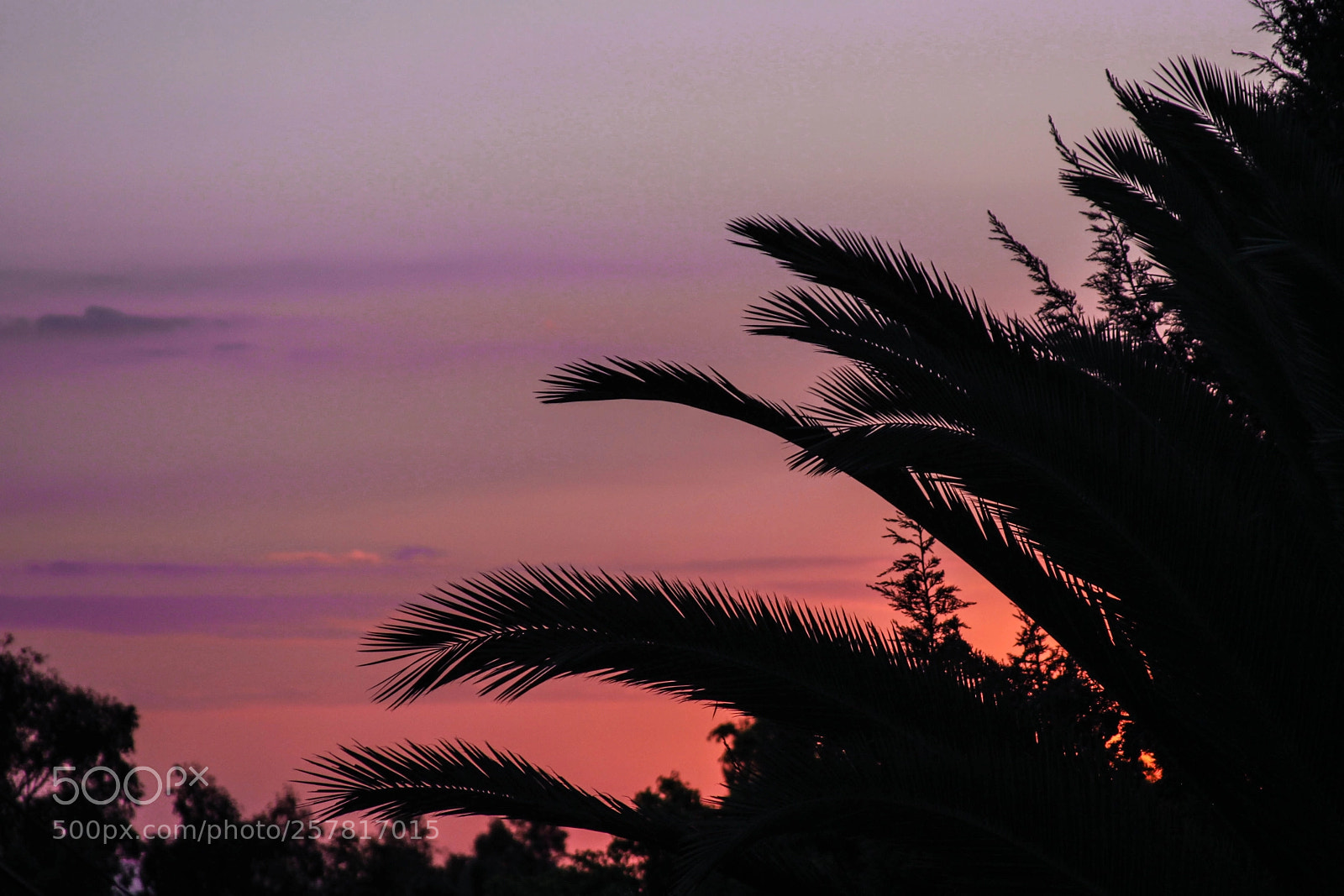 Canon EOS 50D sample photo. Pink skies photography