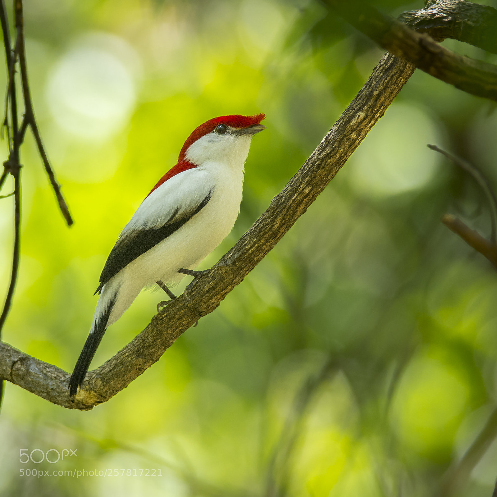 Nikon D7200 sample photo. Araripe manakin photography