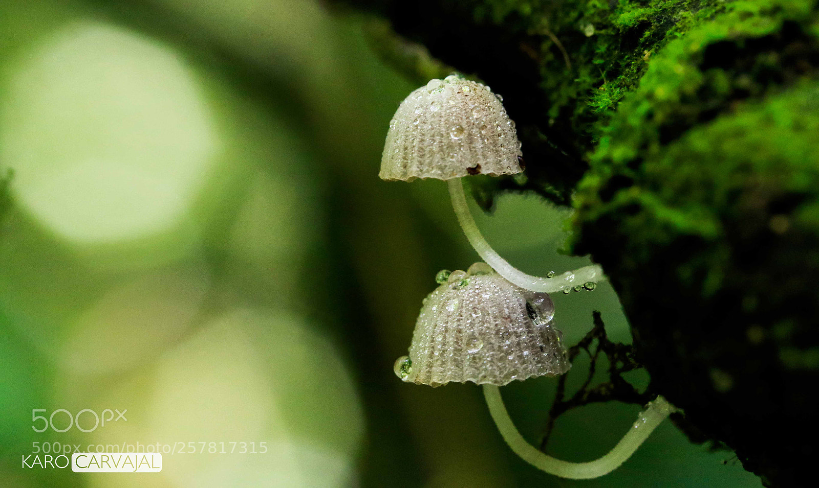 Canon EOS 7D Mark II sample photo. Fungi siblings photography