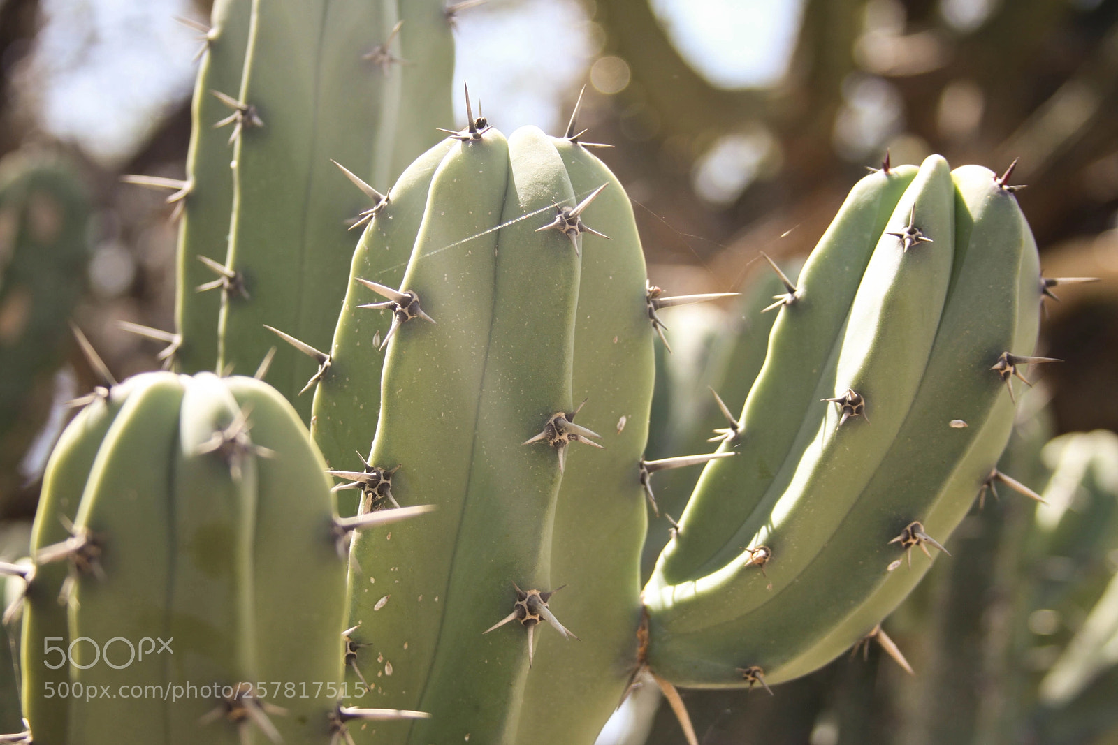 Canon EOS 50D sample photo. Untitled photography