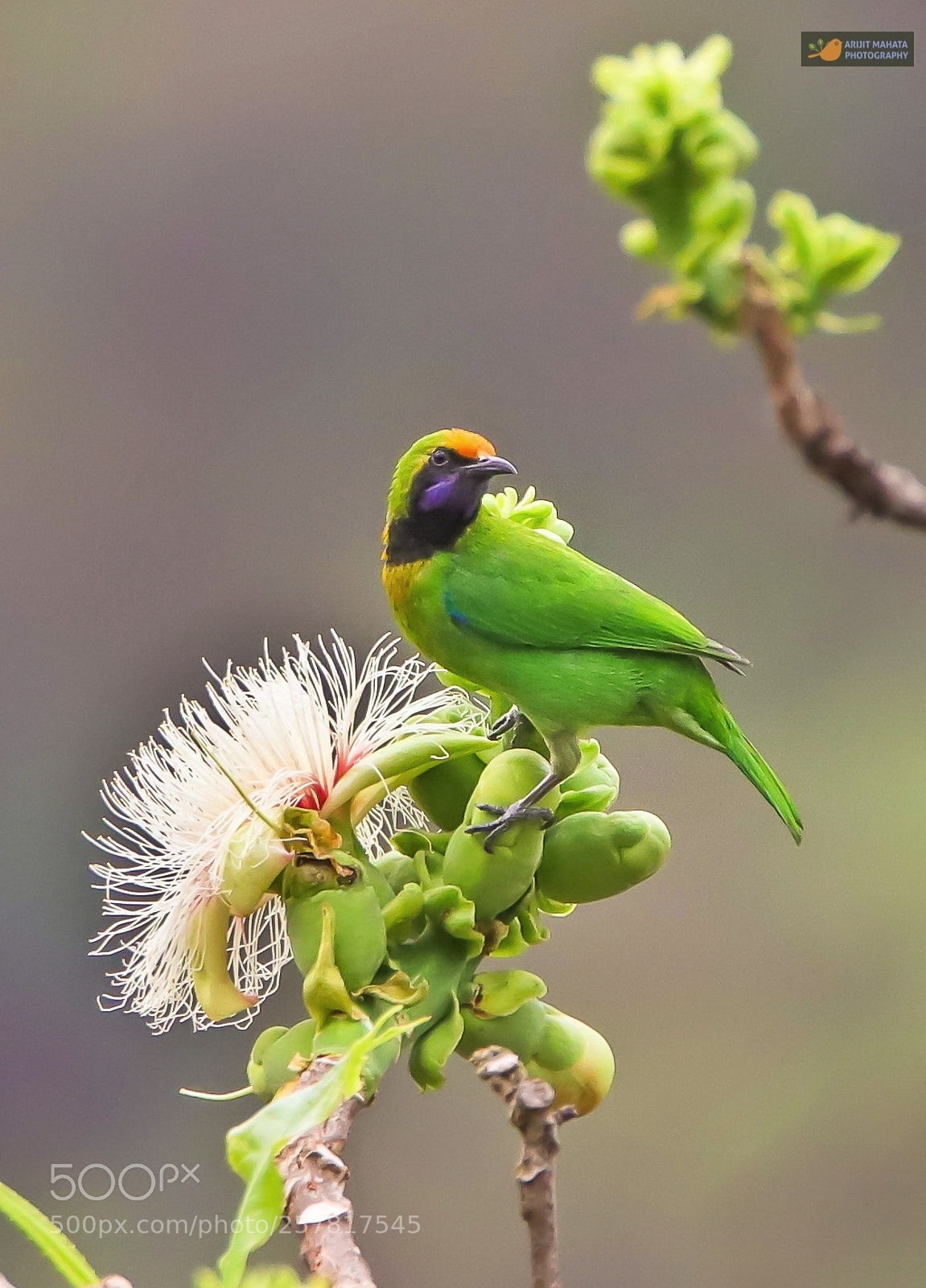 Canon EOS 6D Mark II sample photo. Golden fronted leafbird.......... photography