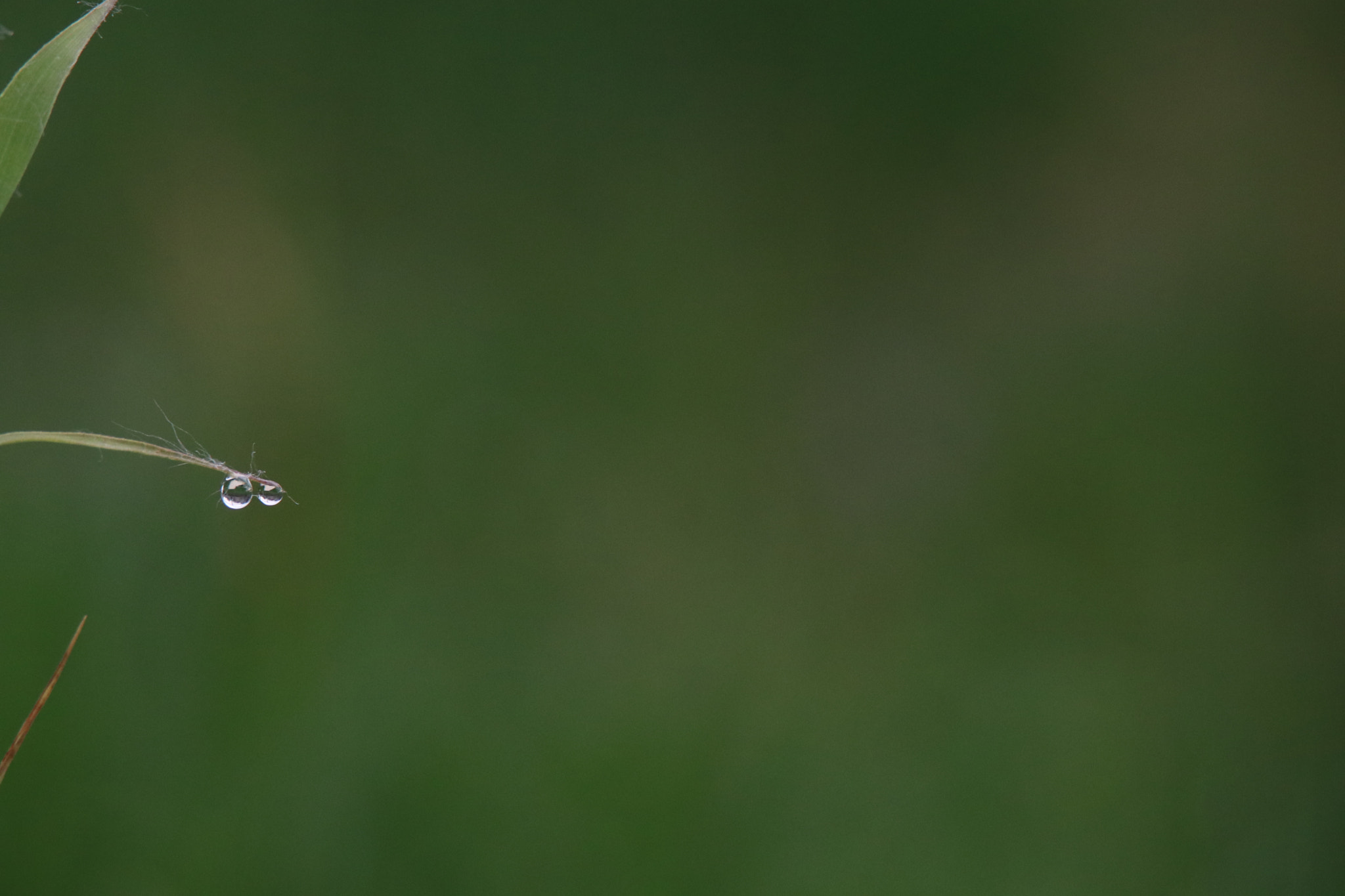 Tamron SP 150-600mm F5-6.3 Di VC USD sample photo. 滴露dripping photography