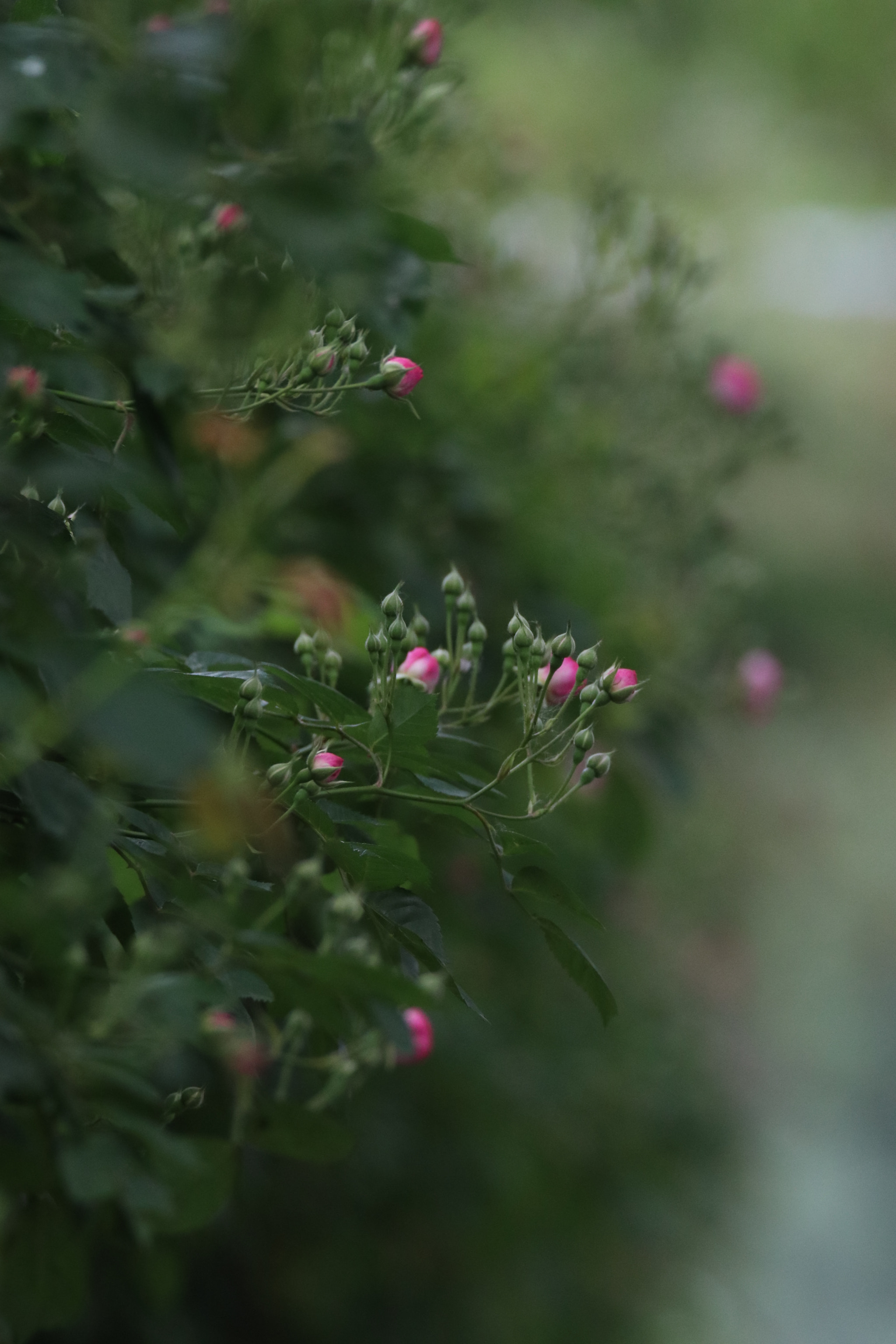 Tamron SP 150-600mm F5-6.3 Di VC USD sample photo. 未来的花世界the world of flowers in the future photography