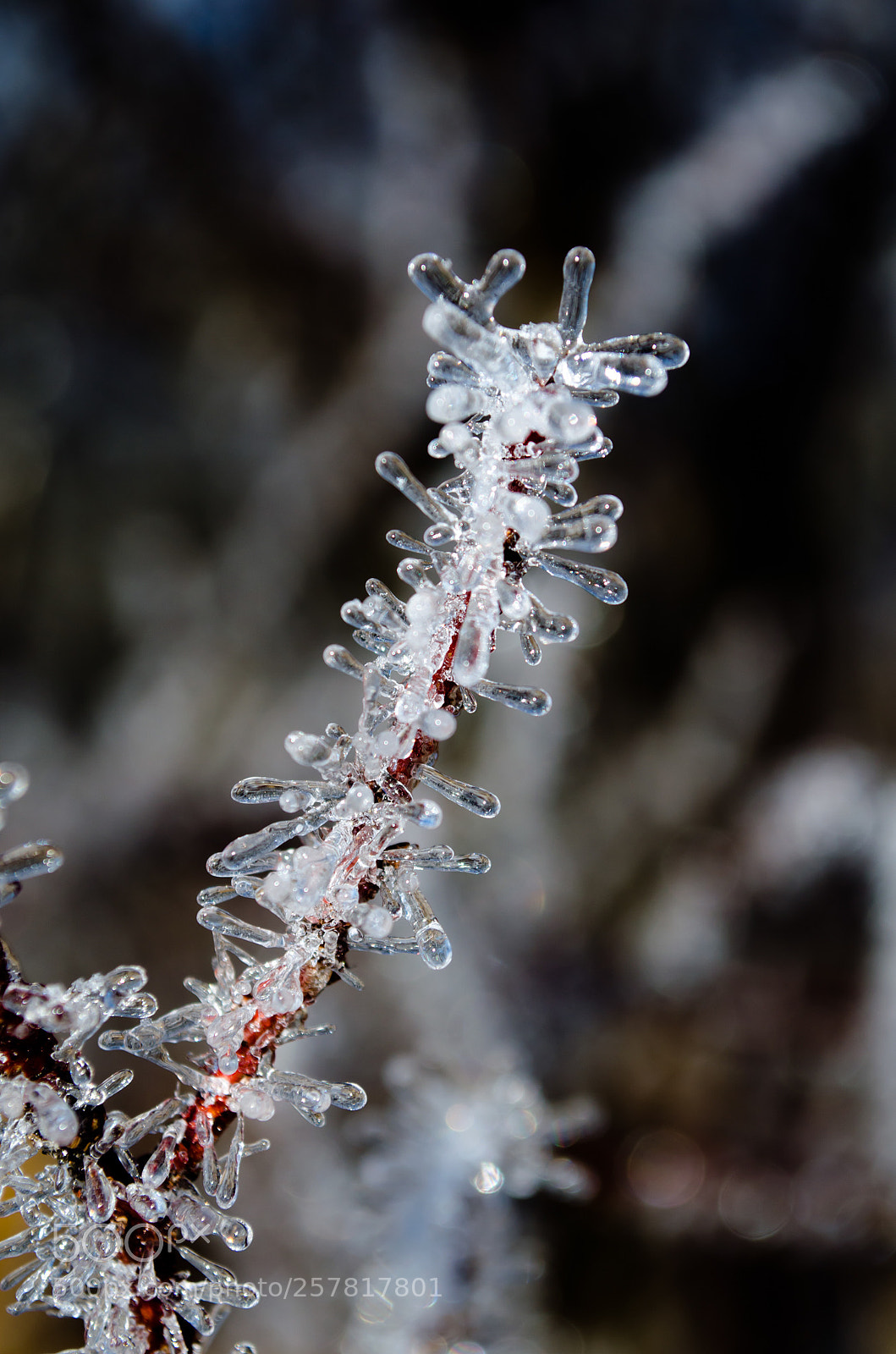Nikon D5100 sample photo. Winter blossom  photography