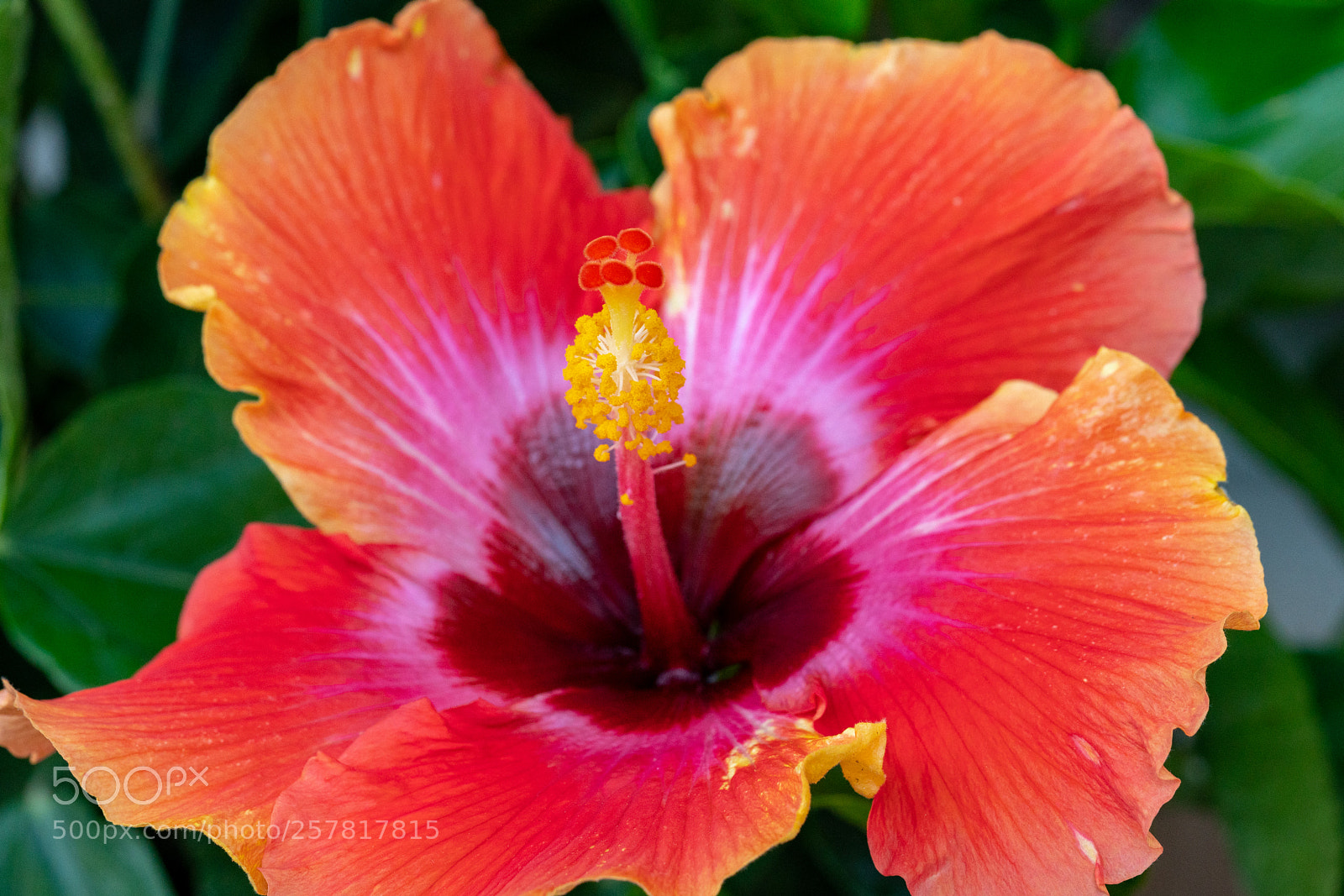 Sony a7R II sample photo. Natural beauty photography