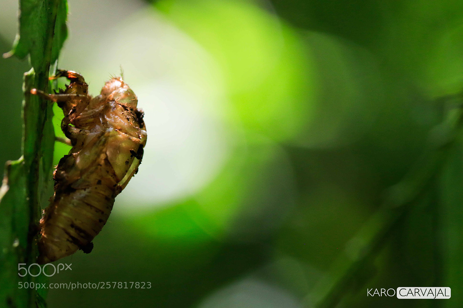 Canon EOS 7D Mark II sample photo. Old skin photography