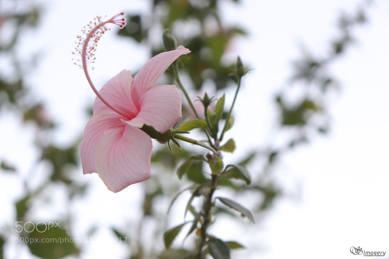 Canon EOS 200D (EOS Rebel SL2 / EOS Kiss X9) sample photo. China rose photography