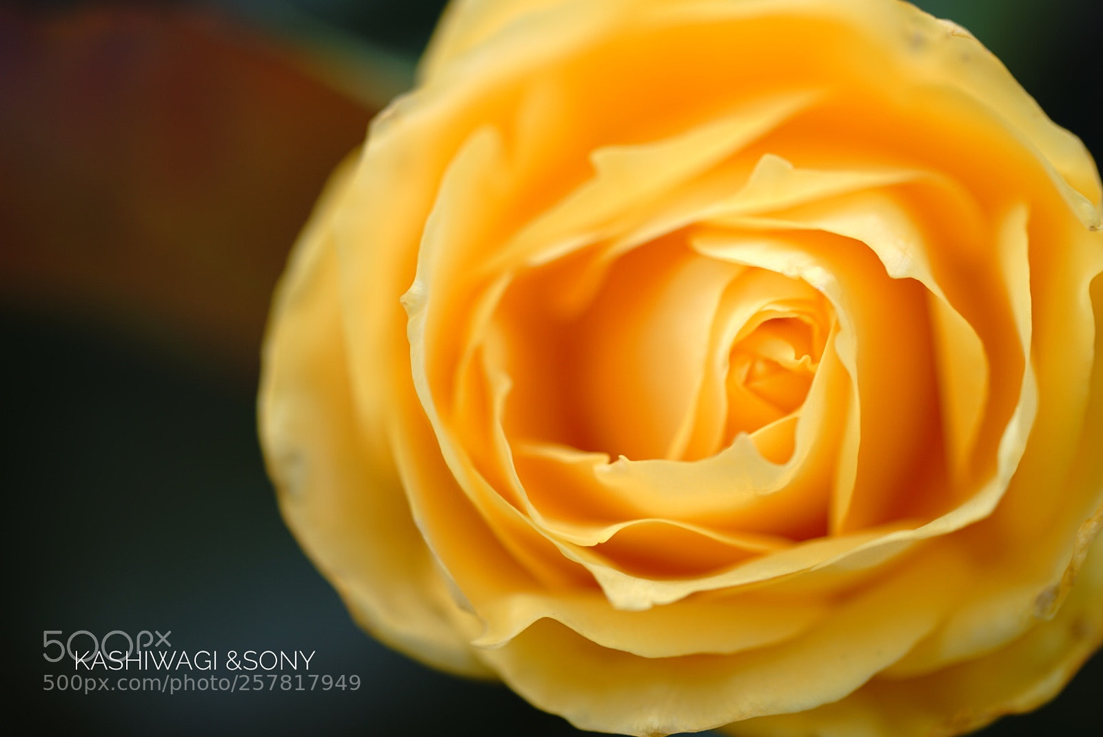 Sony a7 II sample photo. Friesia / germany 1973 photography