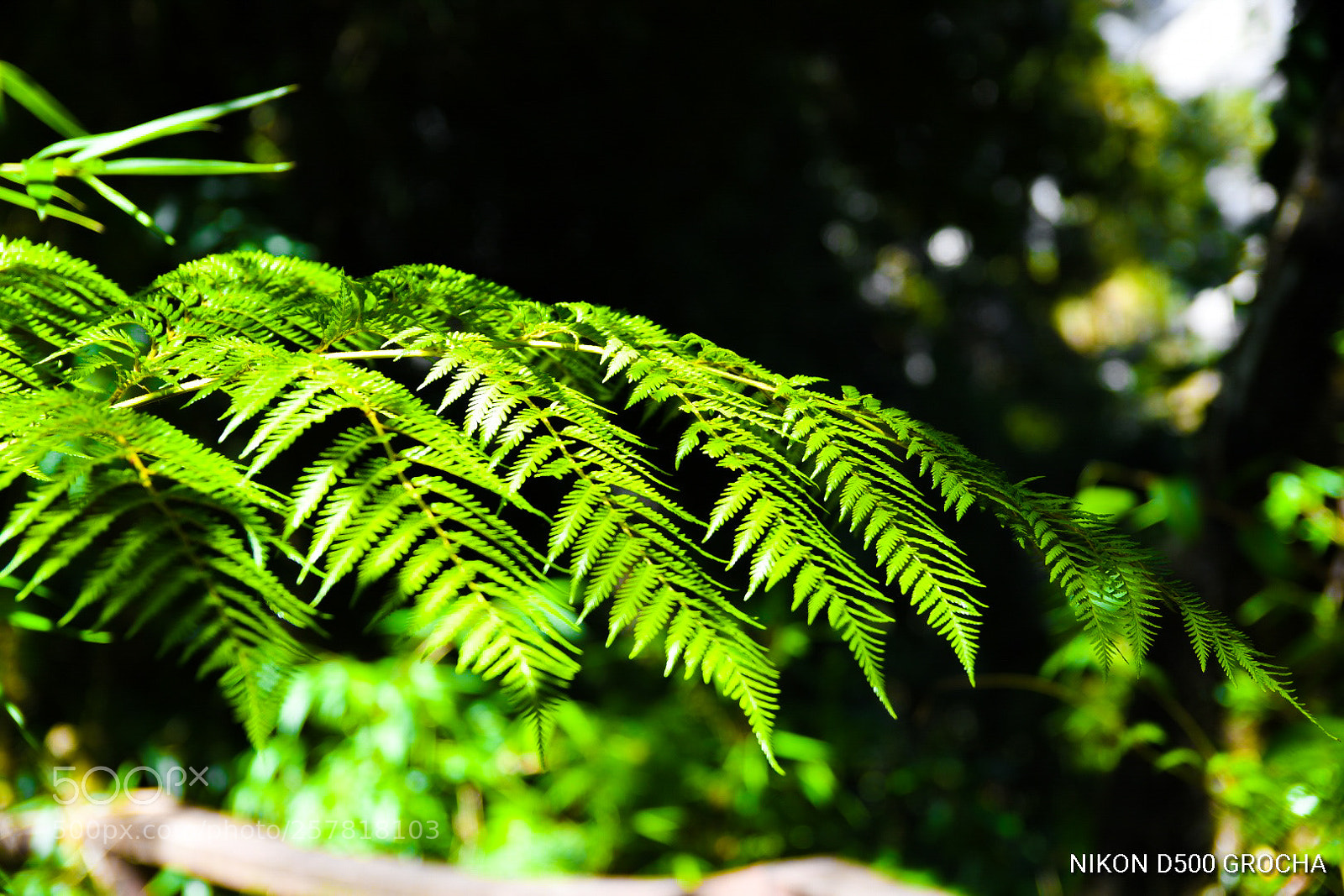 Nikon D500 sample photo. Selva valdiviana photography