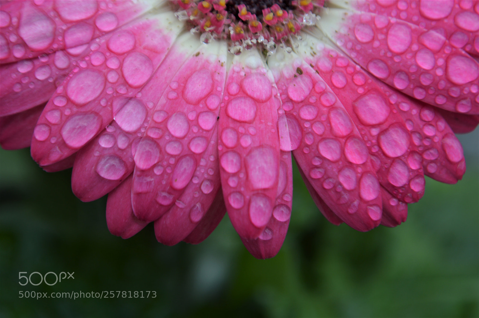 Nikon D3200 sample photo. Raindrops on the gerbera photography