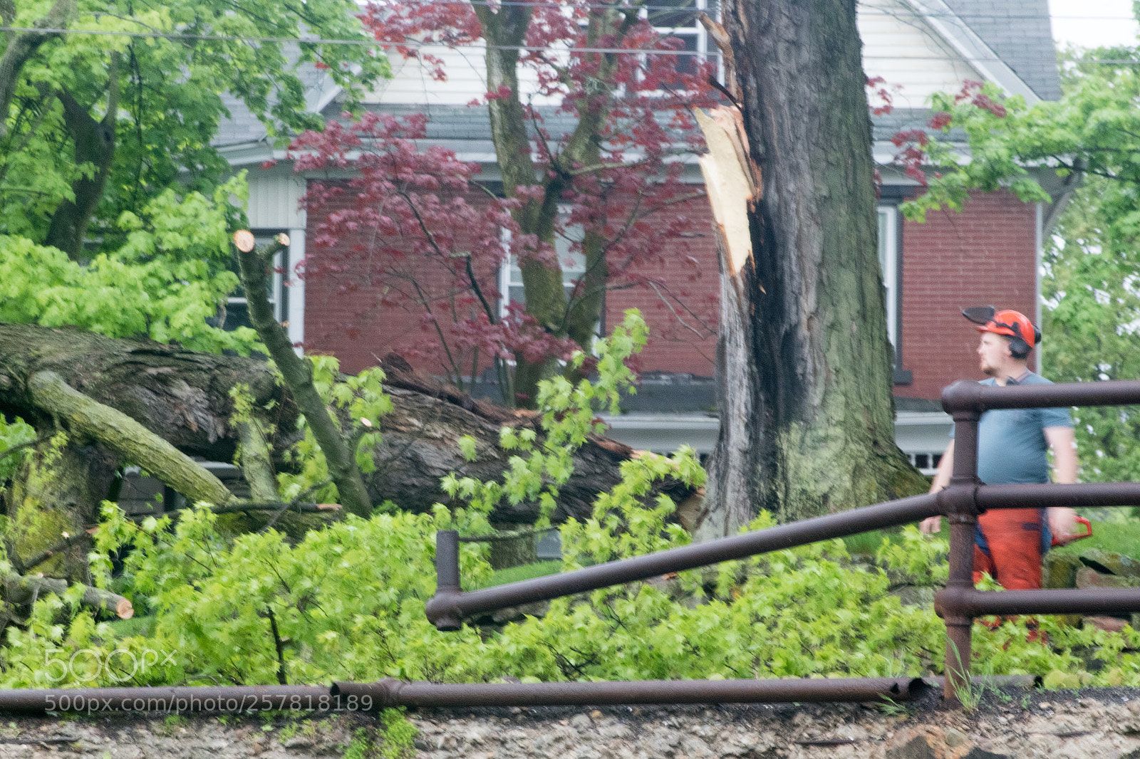 Canon EOS 7D Mark II sample photo. Tree fall photography