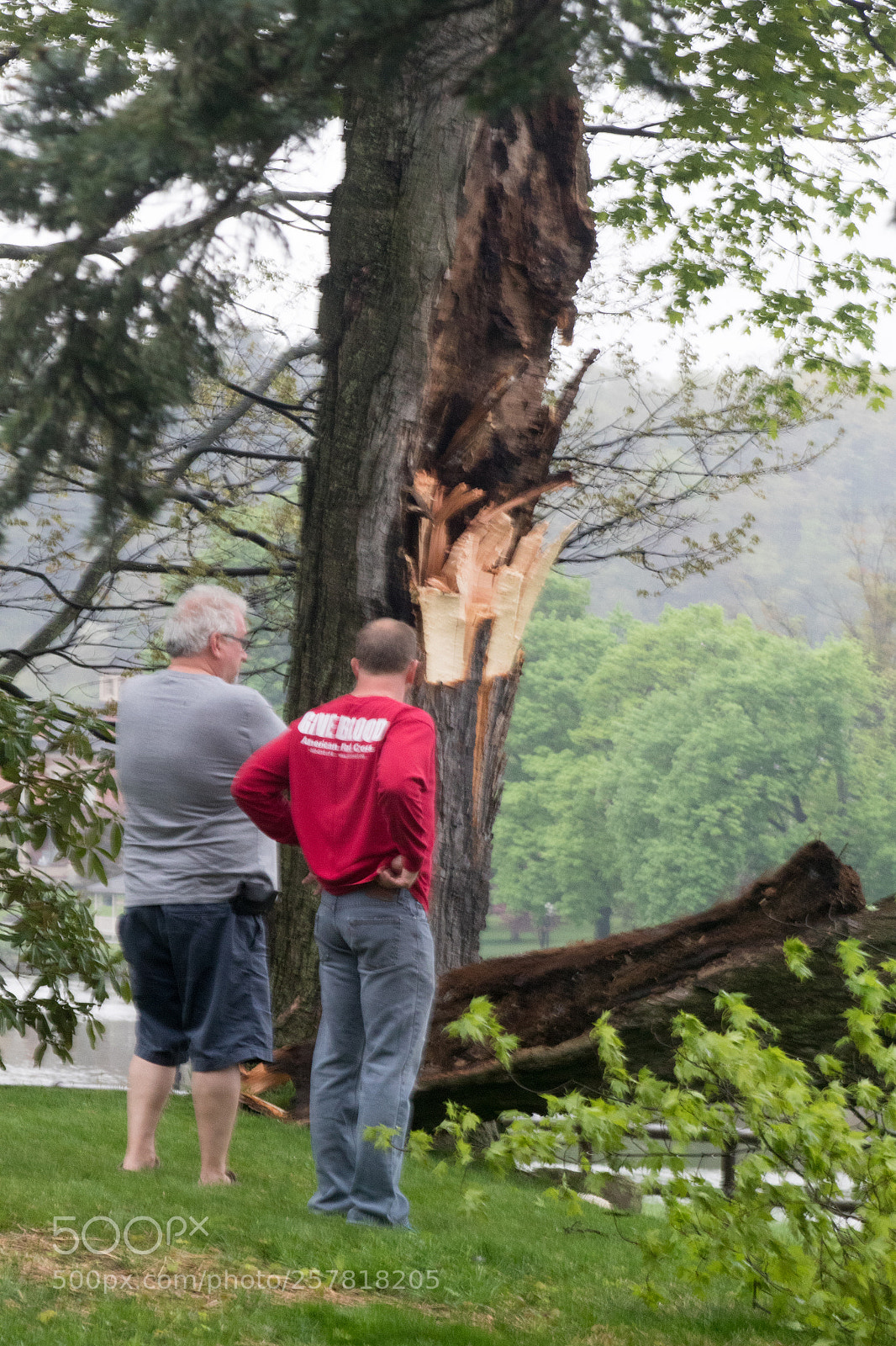 Canon EOS 7D Mark II sample photo. Tree fall photography