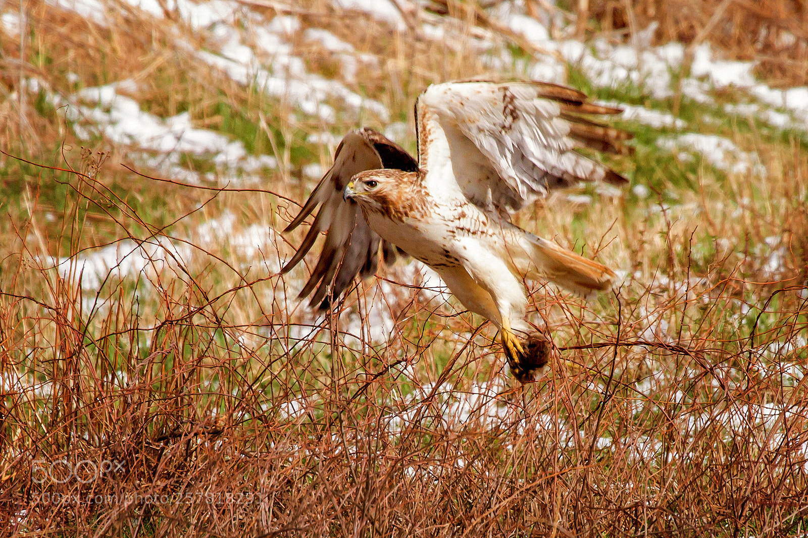 Canon EOS 7D sample photo. Red tailed catch of photography