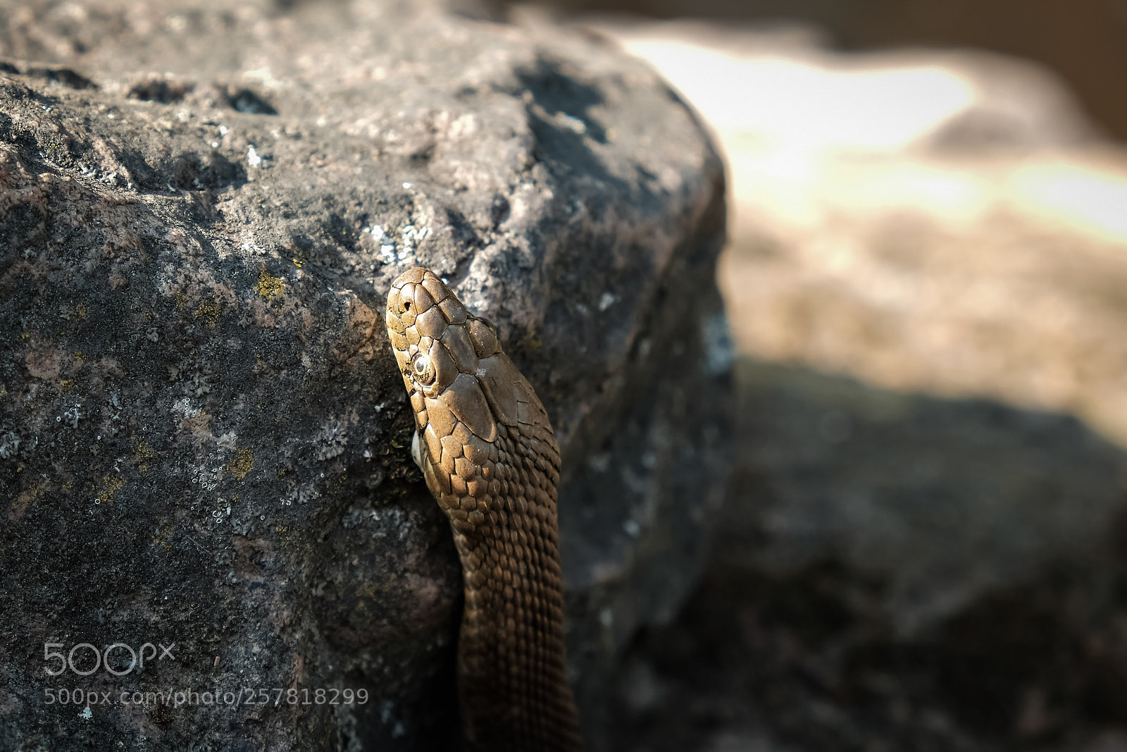 Fujifilm X-T20 sample photo. 'dice snake natrix tessellata photography