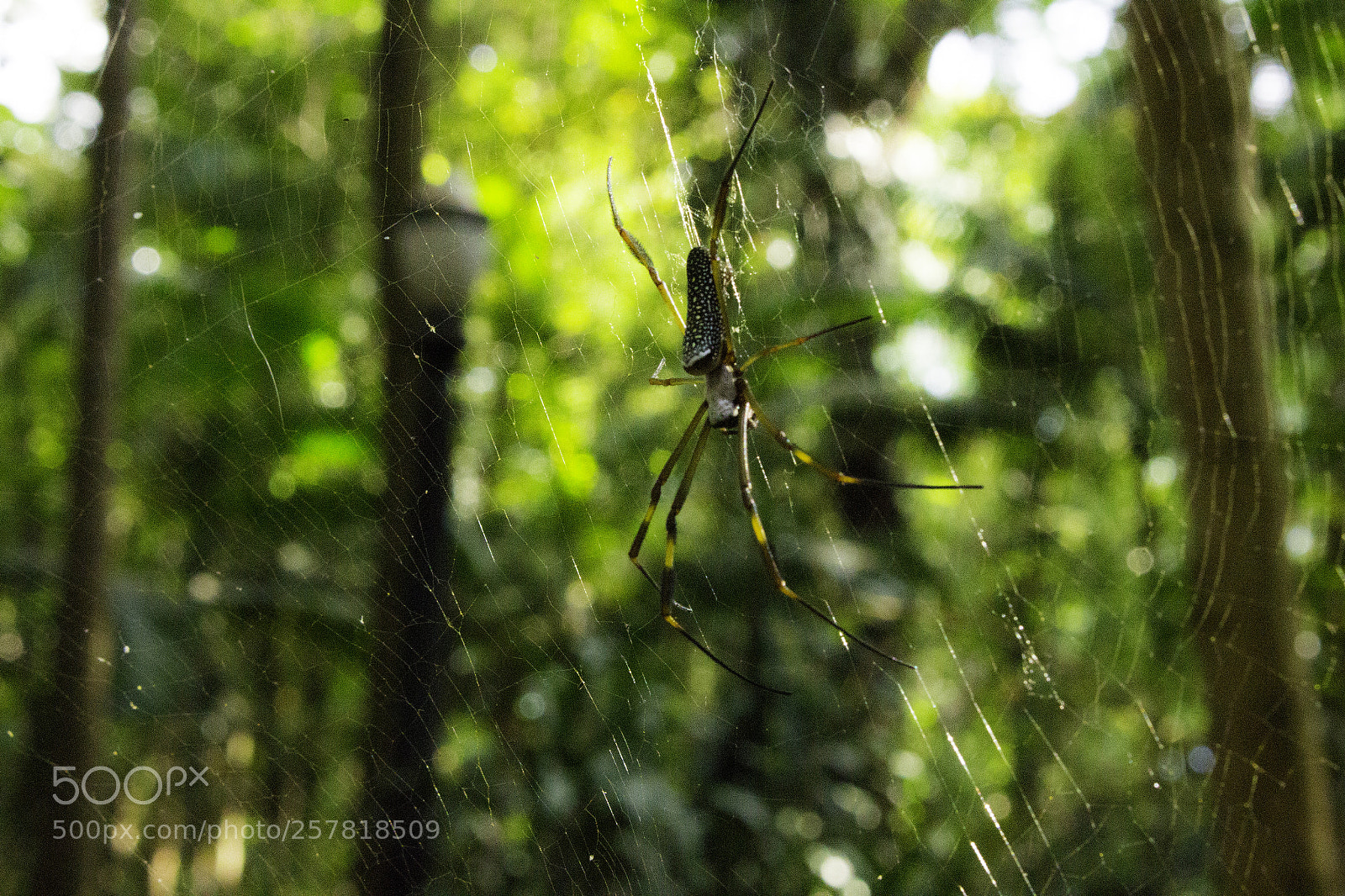 Canon EOS 700D (EOS Rebel T5i / EOS Kiss X7i) sample photo. Aranha de parque photography