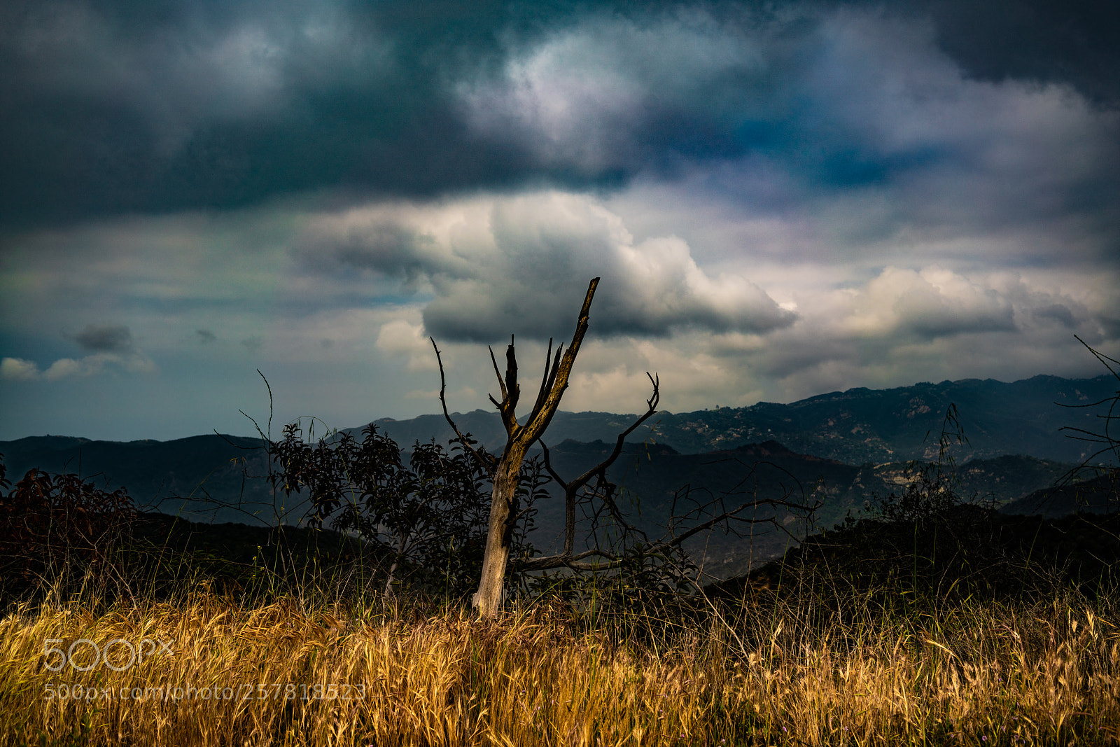 Sony a7R II sample photo. Topanga state park photography