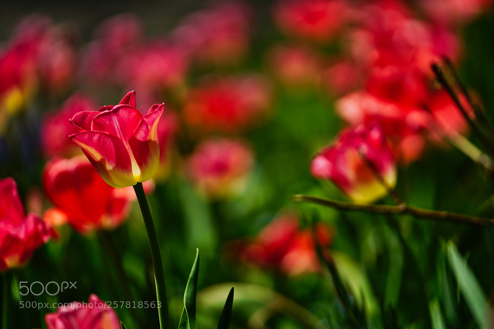 Sony a7R II sample photo. Tulips! photography