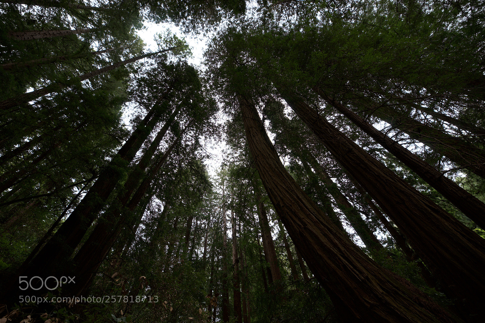 Sony a7 sample photo. Muir woods national monument photography