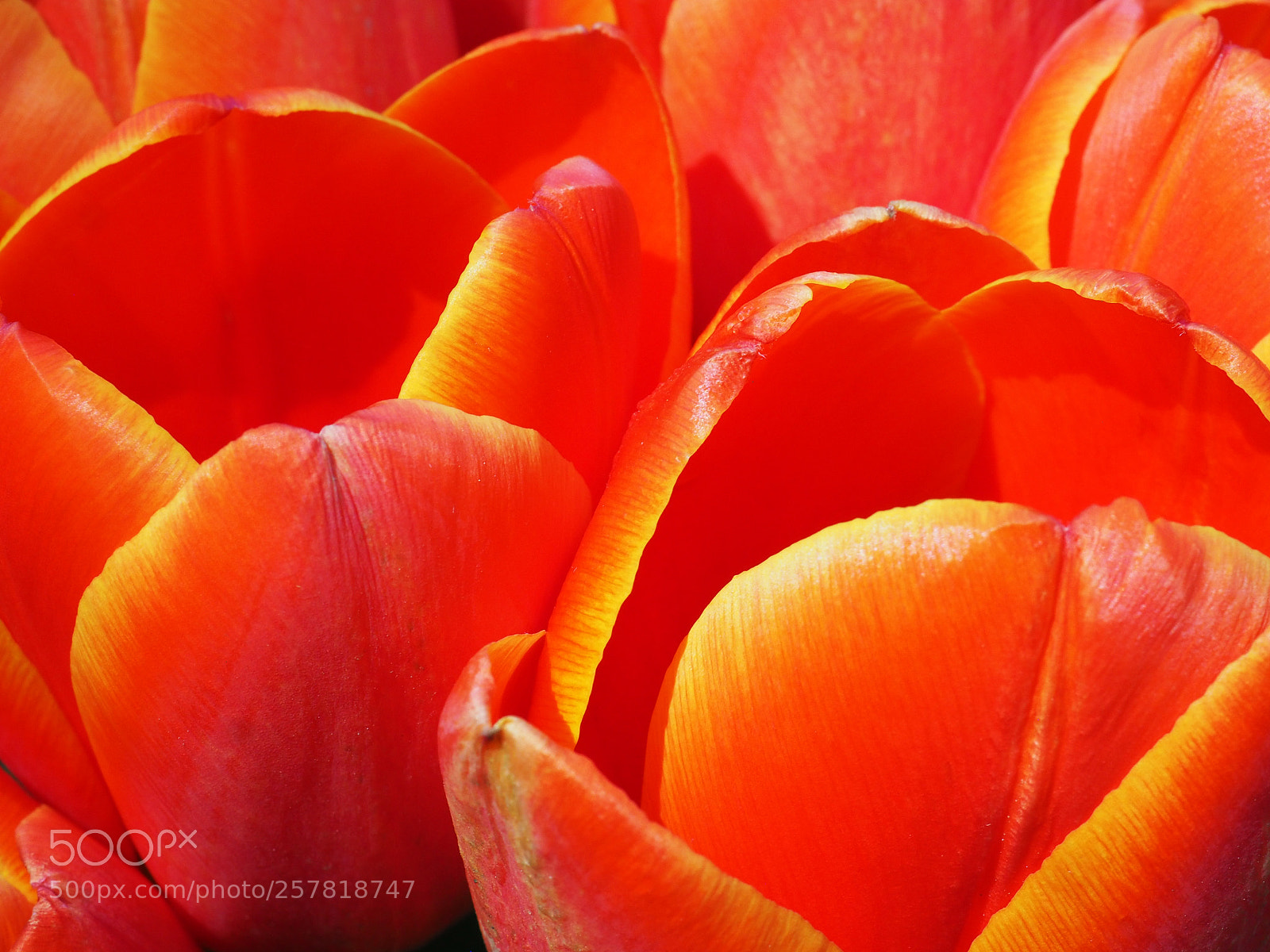 Olympus OM-D E-M5 II sample photo. Tulips photography