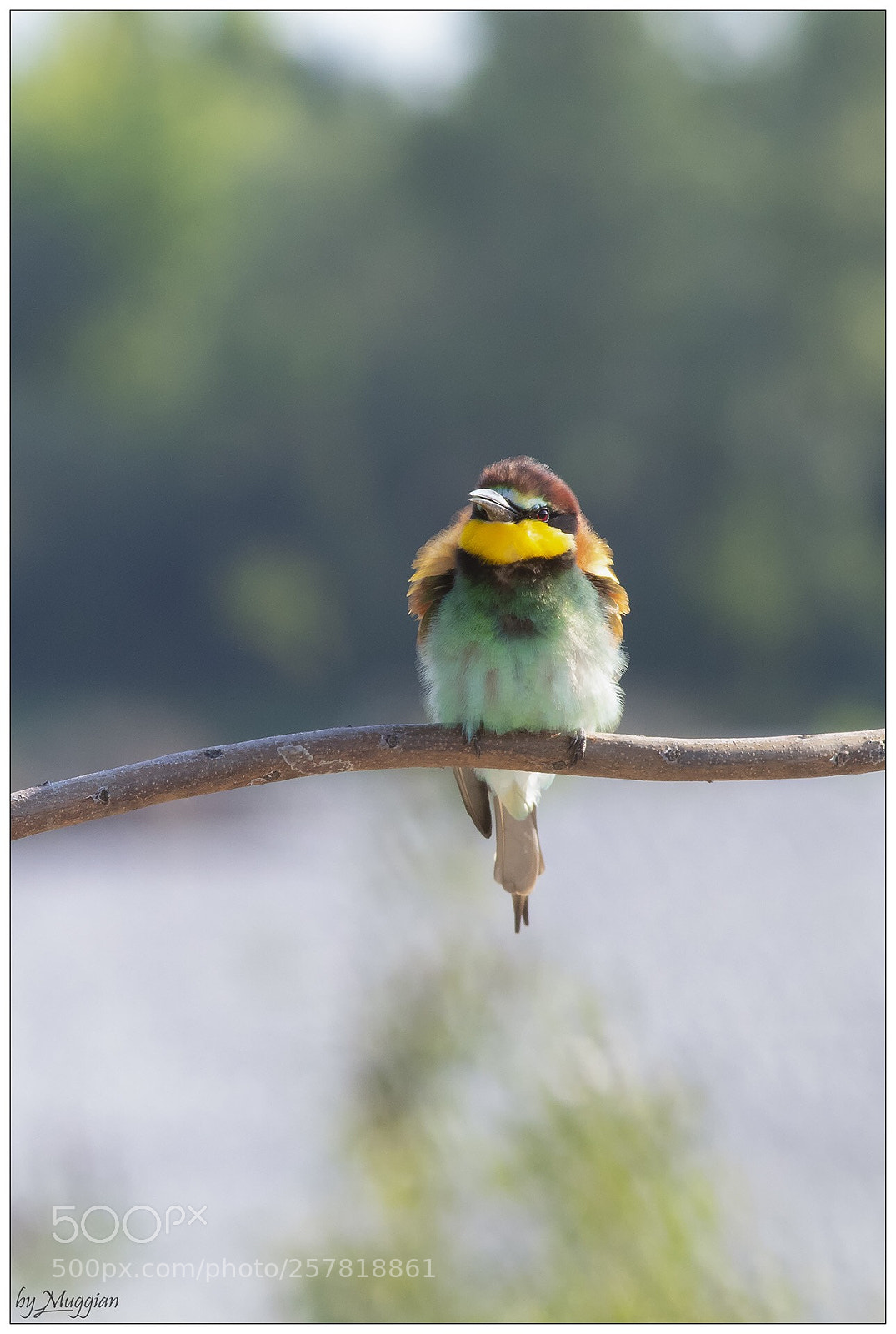 Canon EOS 80D sample photo. Merops apiaster photography