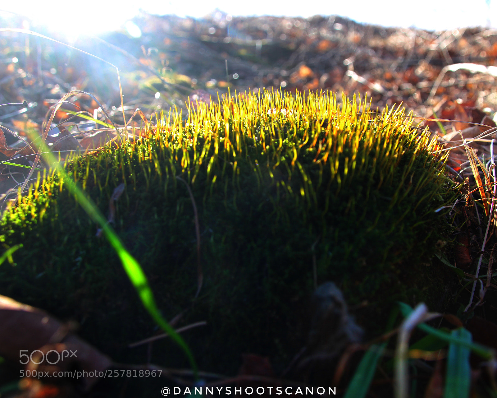 Canon EOS 700D (EOS Rebel T5i / EOS Kiss X7i) sample photo. Untitled photography