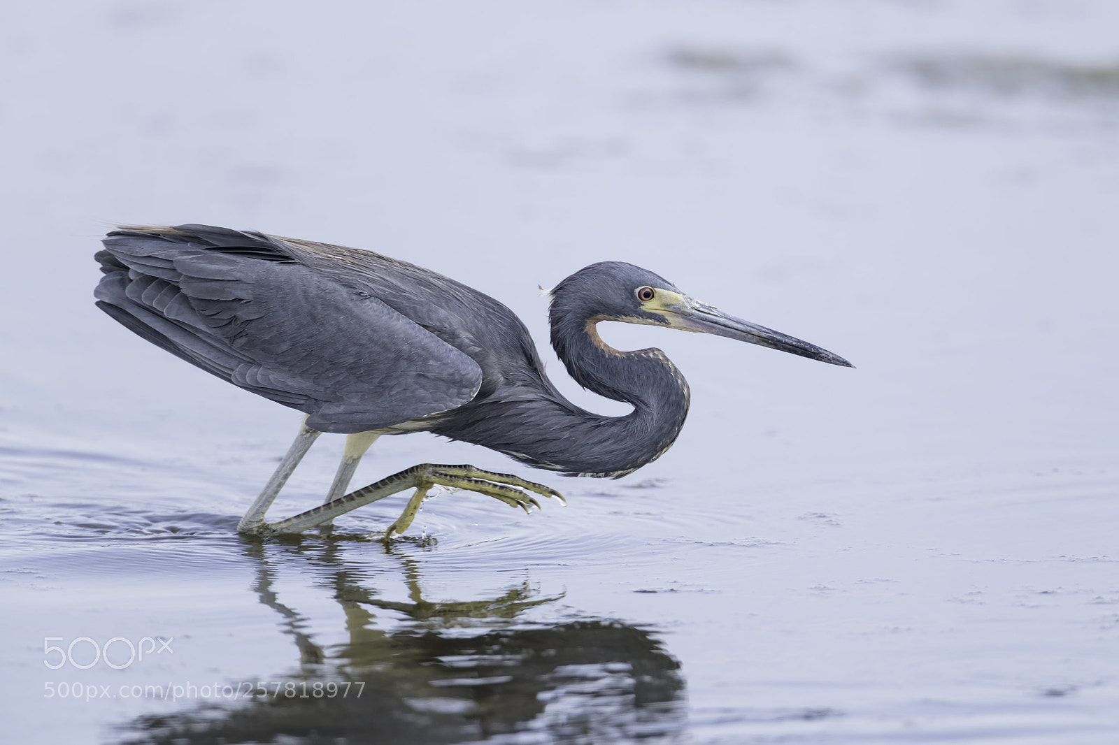 Nikon D850 sample photo. Prowling tricolored photography