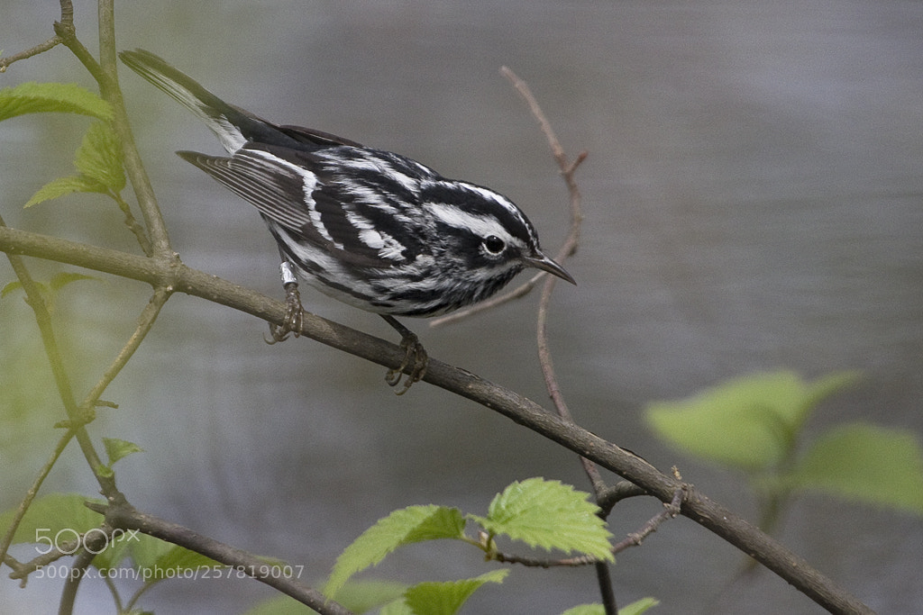 Canon EOS 7D Mark II sample photo. Black and white warbler photography