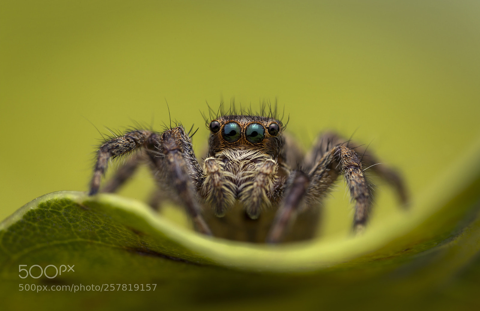 Canon EOS 6D sample photo. Jumping spider photography