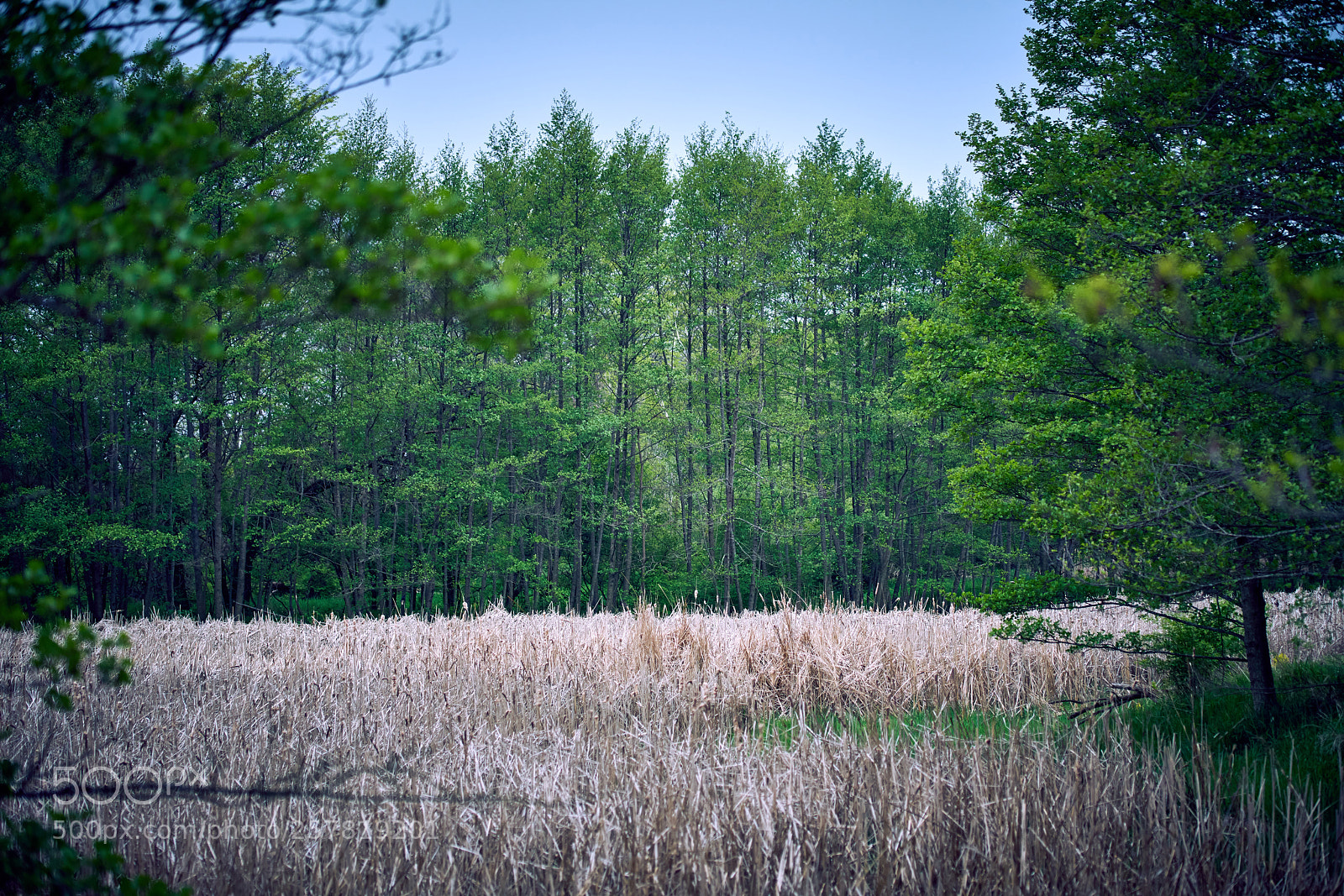 Sony a7R II sample photo. Enchanted forest photography