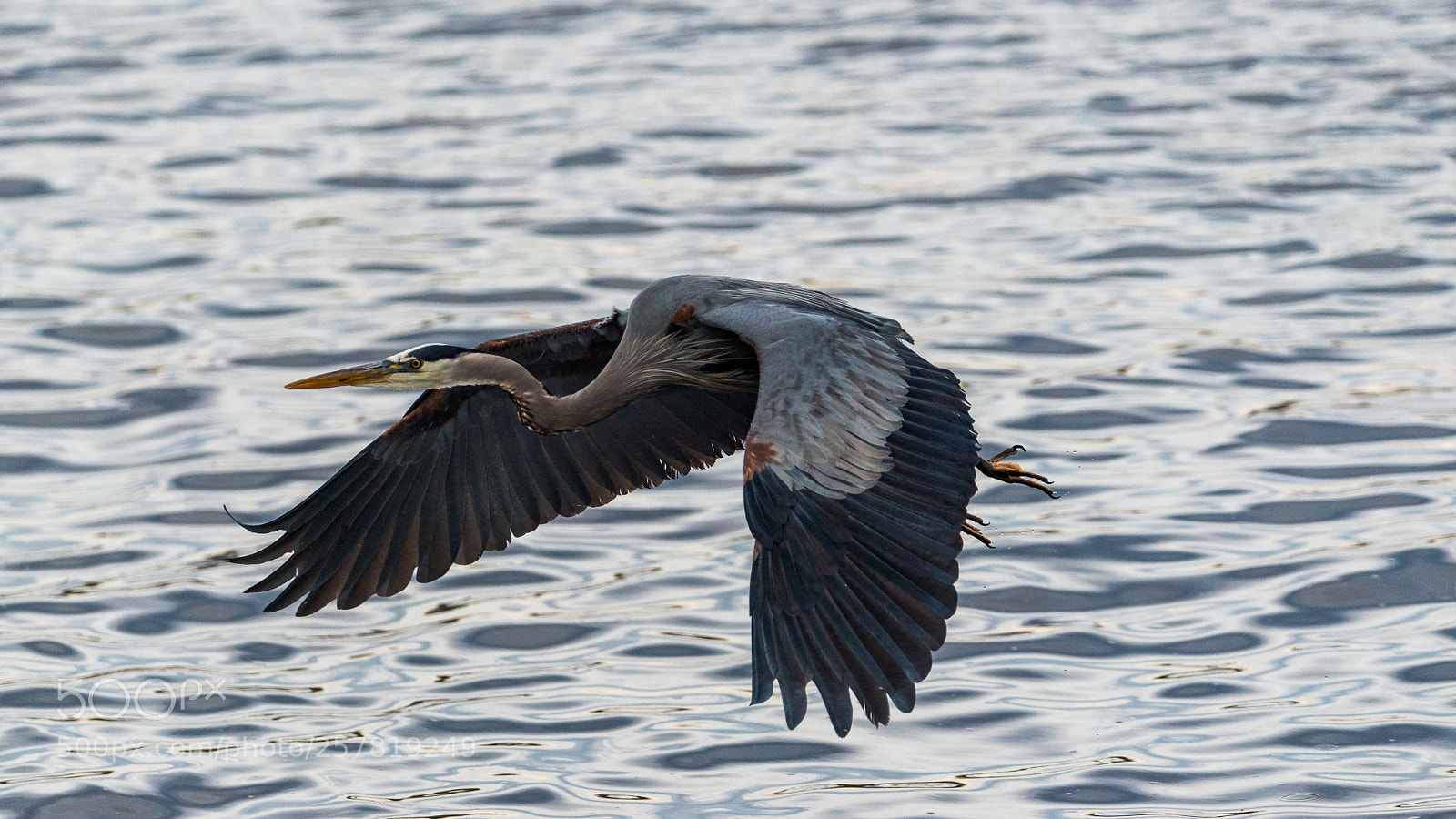 Nikon D800 sample photo. Blue heron photography
