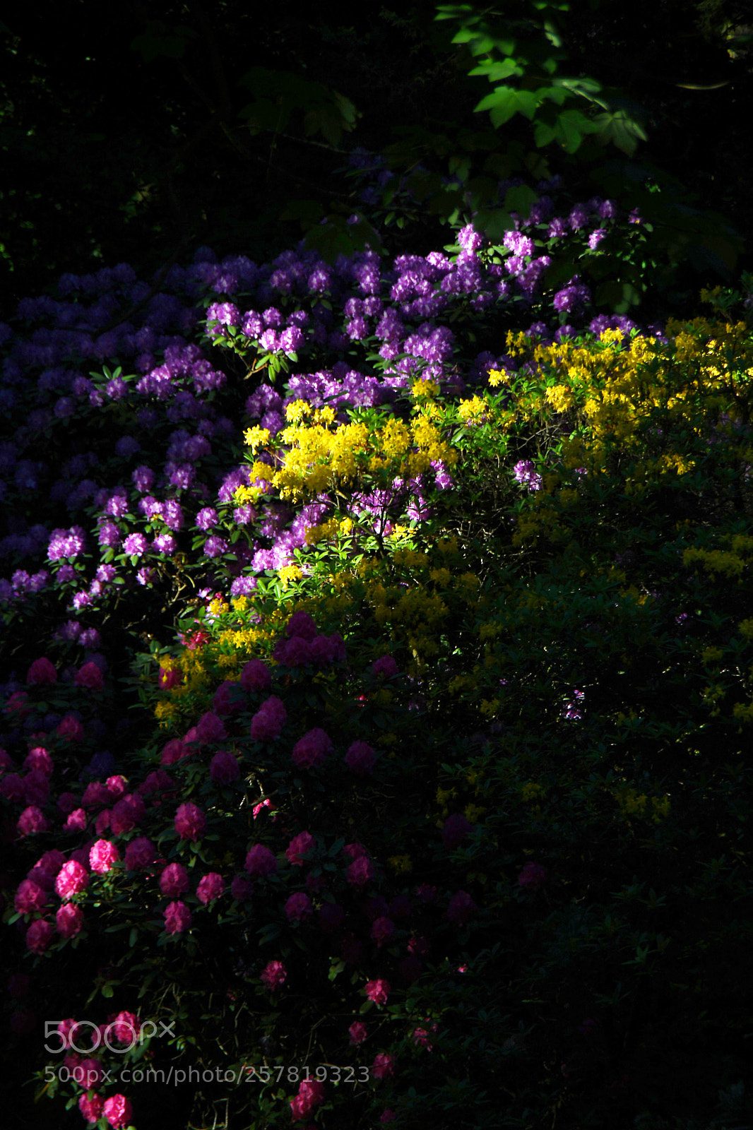 Nikon D500 sample photo. Rhododentronblüte photography