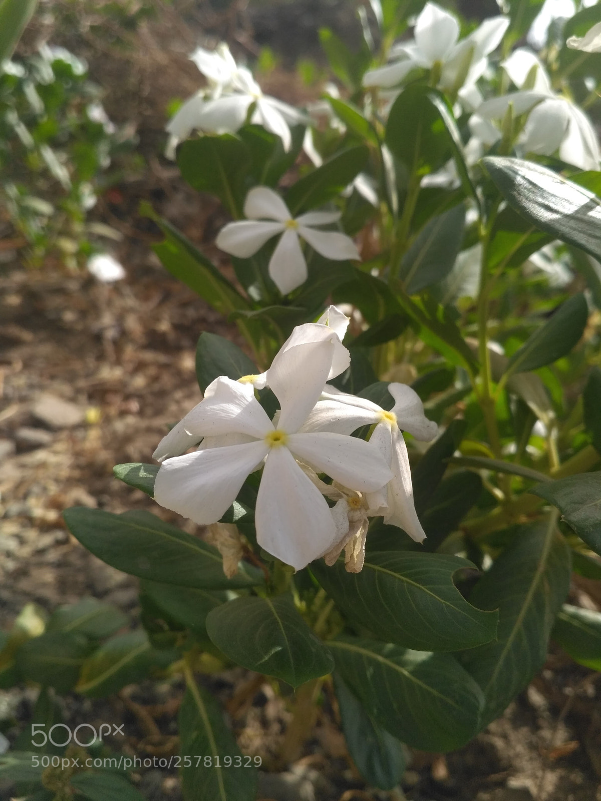 Xiaomi Redmi 3S sample photo. 1526268261344438602575.jpg photography