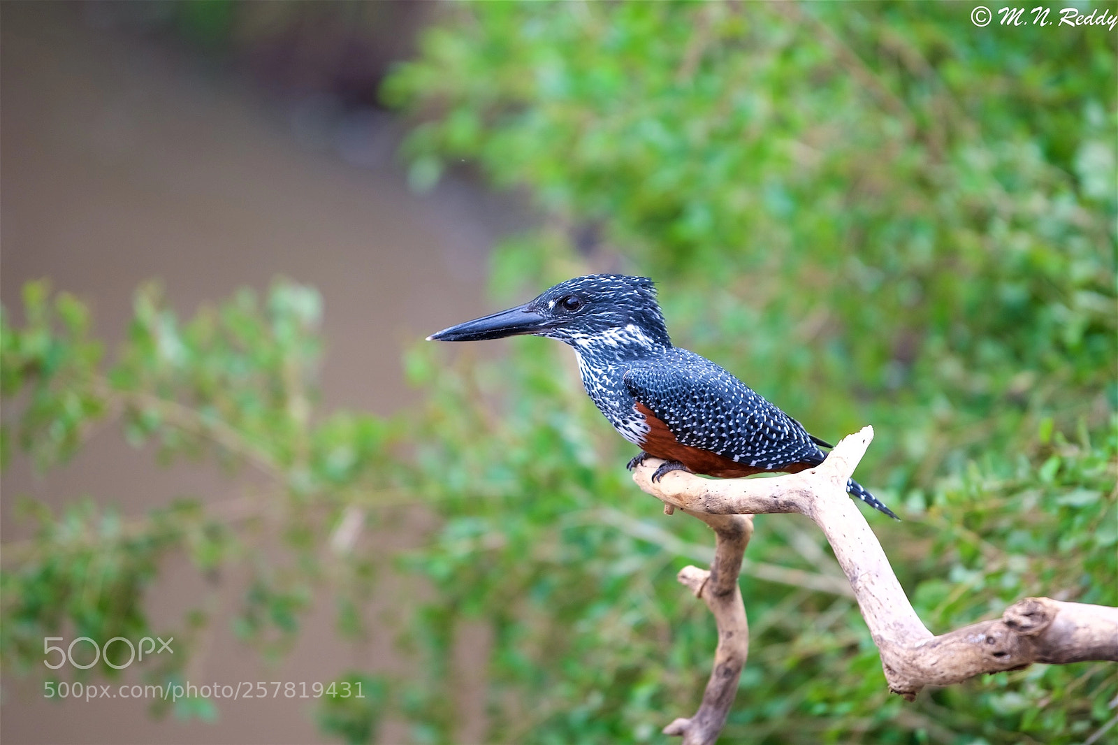 Nikon D750 sample photo. Giant kingfisher photography